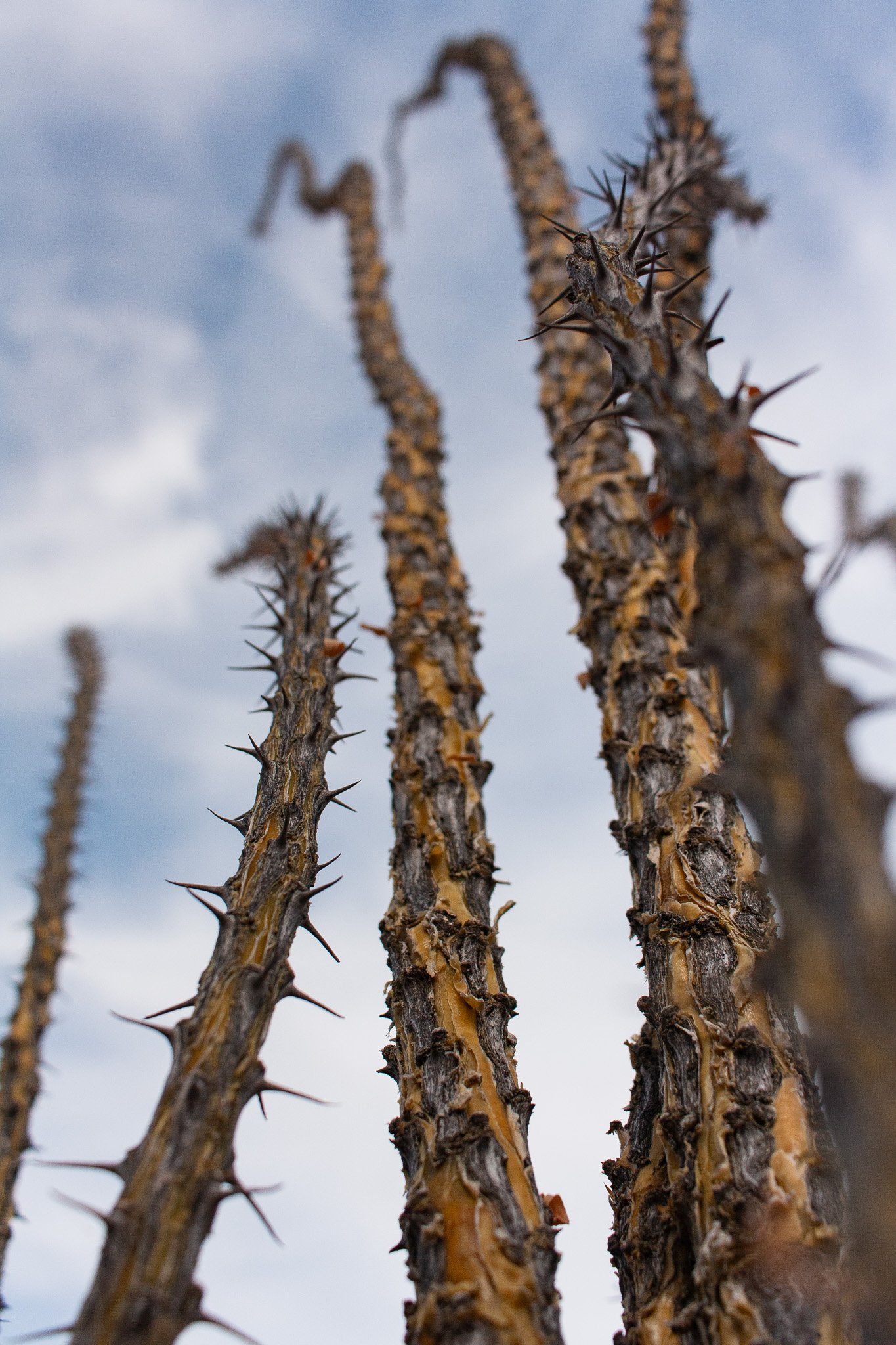 Branches of an Ocotillo shrub in Big Bend Ranch State Park, photograph by Beckie Irvin Studio