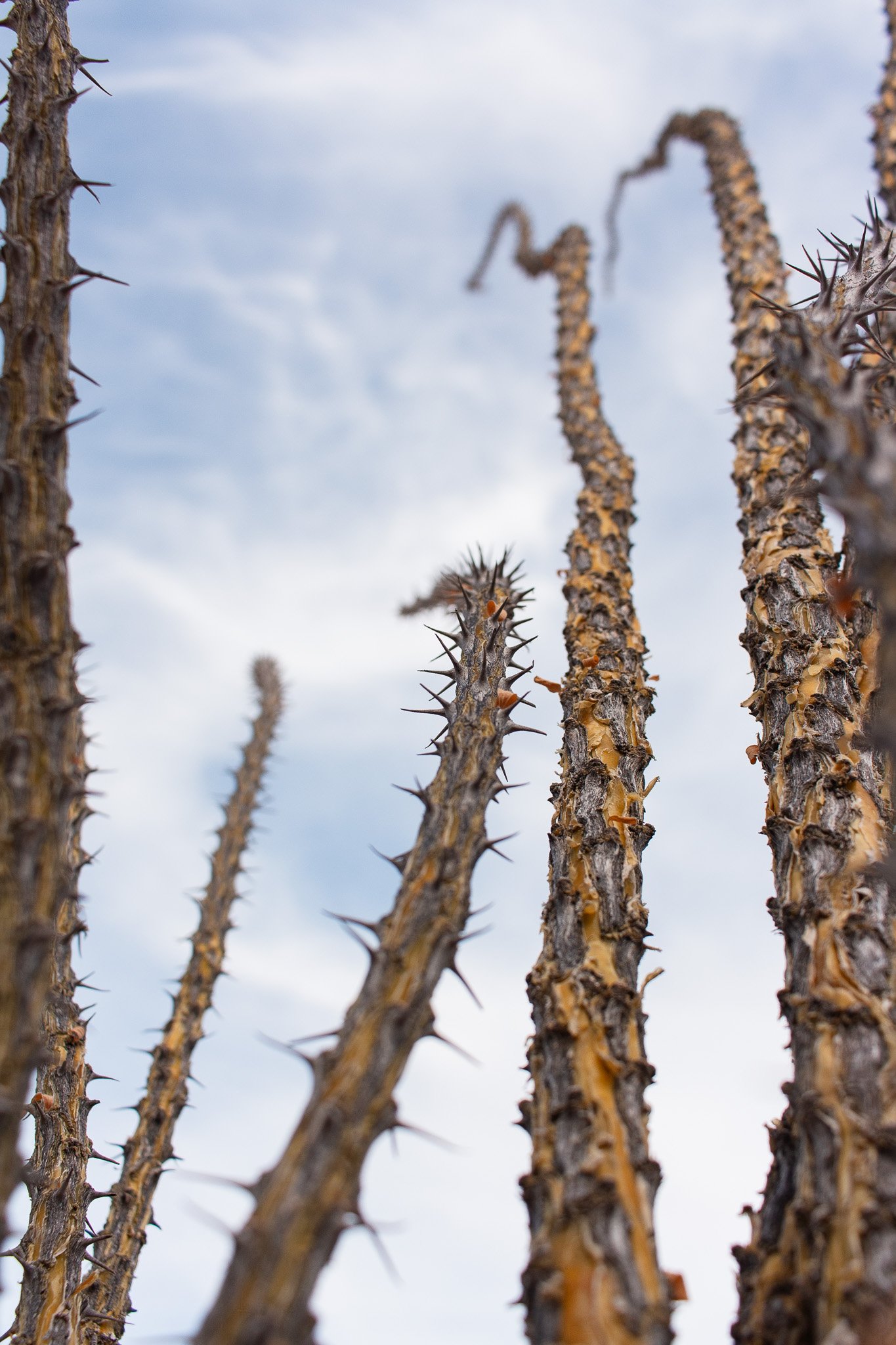 Branches of an Ocotillo shrub in Big Bend Ranch State Park, photograph by Beckie Irvin Studio