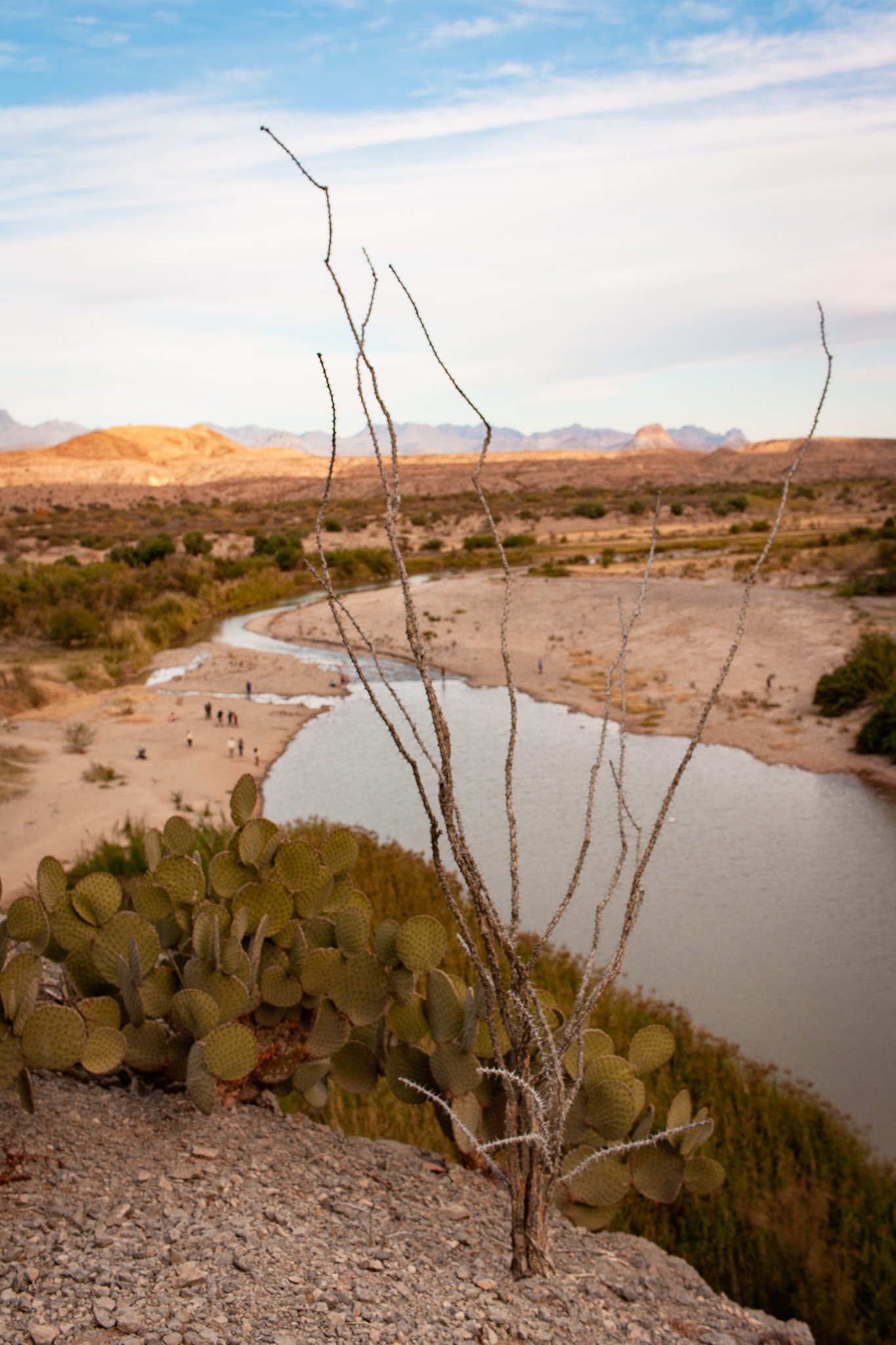 View of Ocotillo in Santa Elena Canyon - Big Bend National Park, photograph by Beckie Irvin Studio