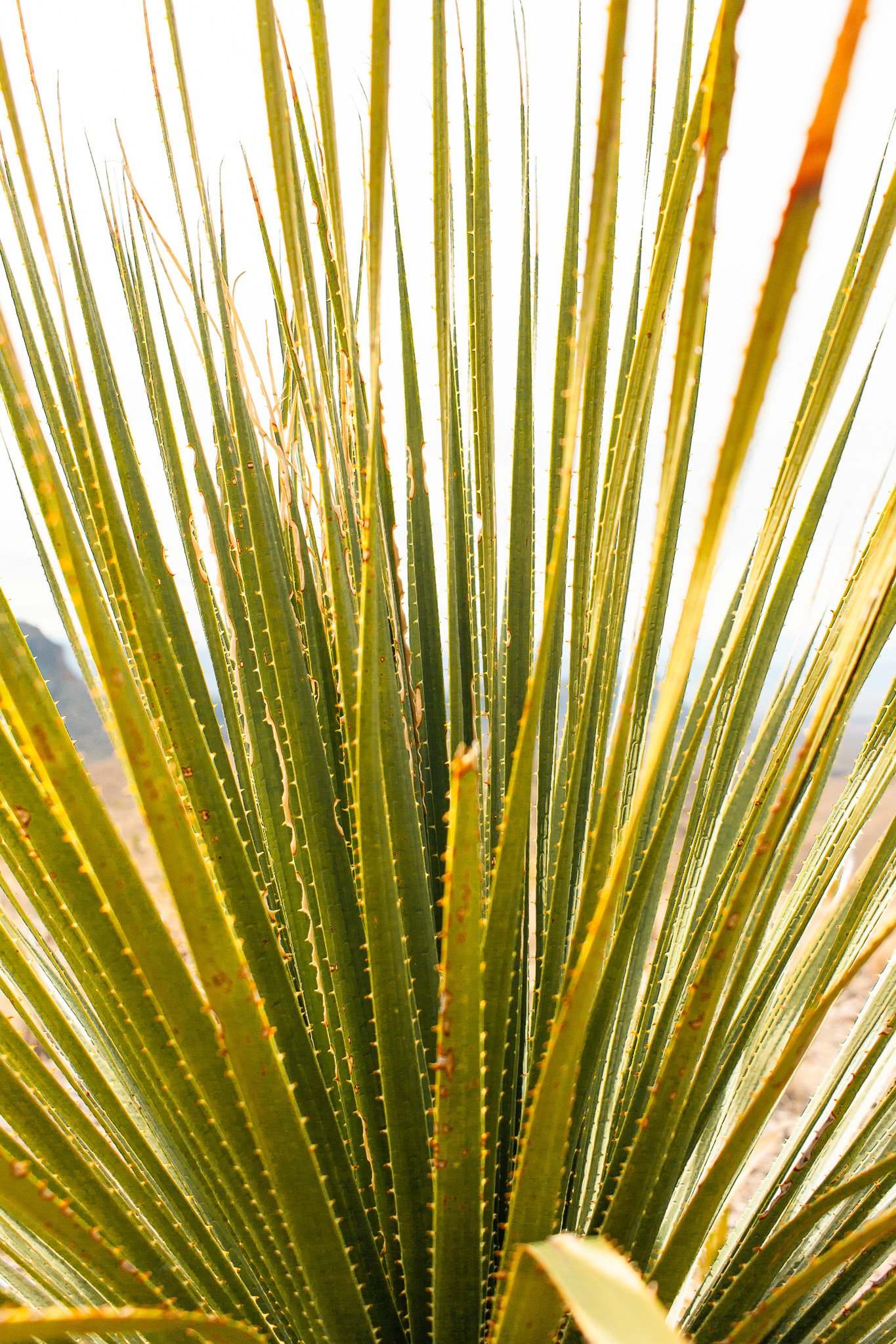 Sotol plant in Big Bend National Park, photograph by Beckie Irvin Studio