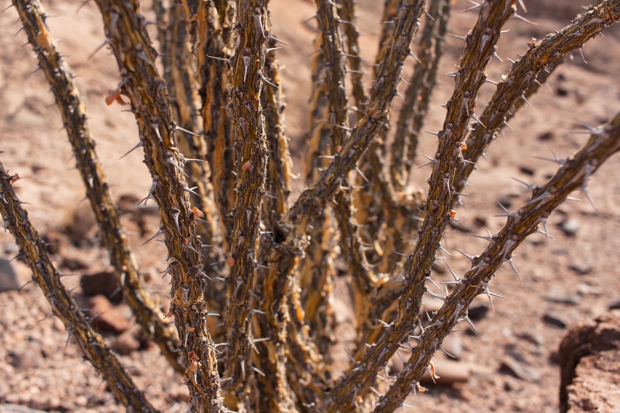 Base of an Ocotillo shrub in Big Bend Ranch State Park, photograph by Beckie Irvin Studio