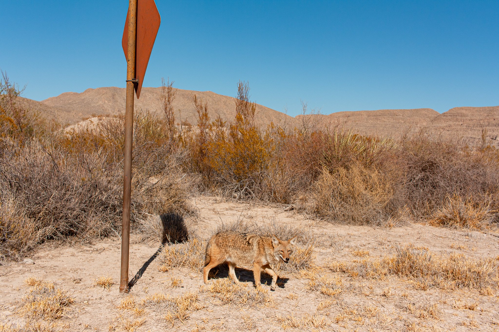 Coyote in Big Bend National Park, Hot Springs Village in Big Bend National Park, photograph by Beckie Irvin Studio