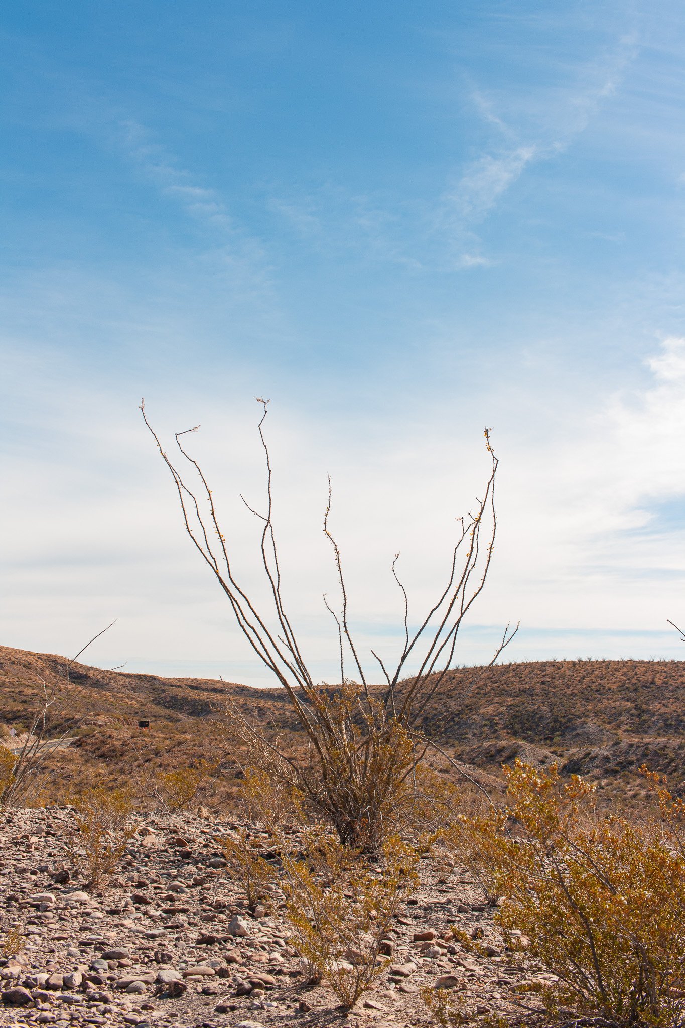 Ocotillio in Big Bend Ranch State Park, photograph by Beckie Irvin Studio