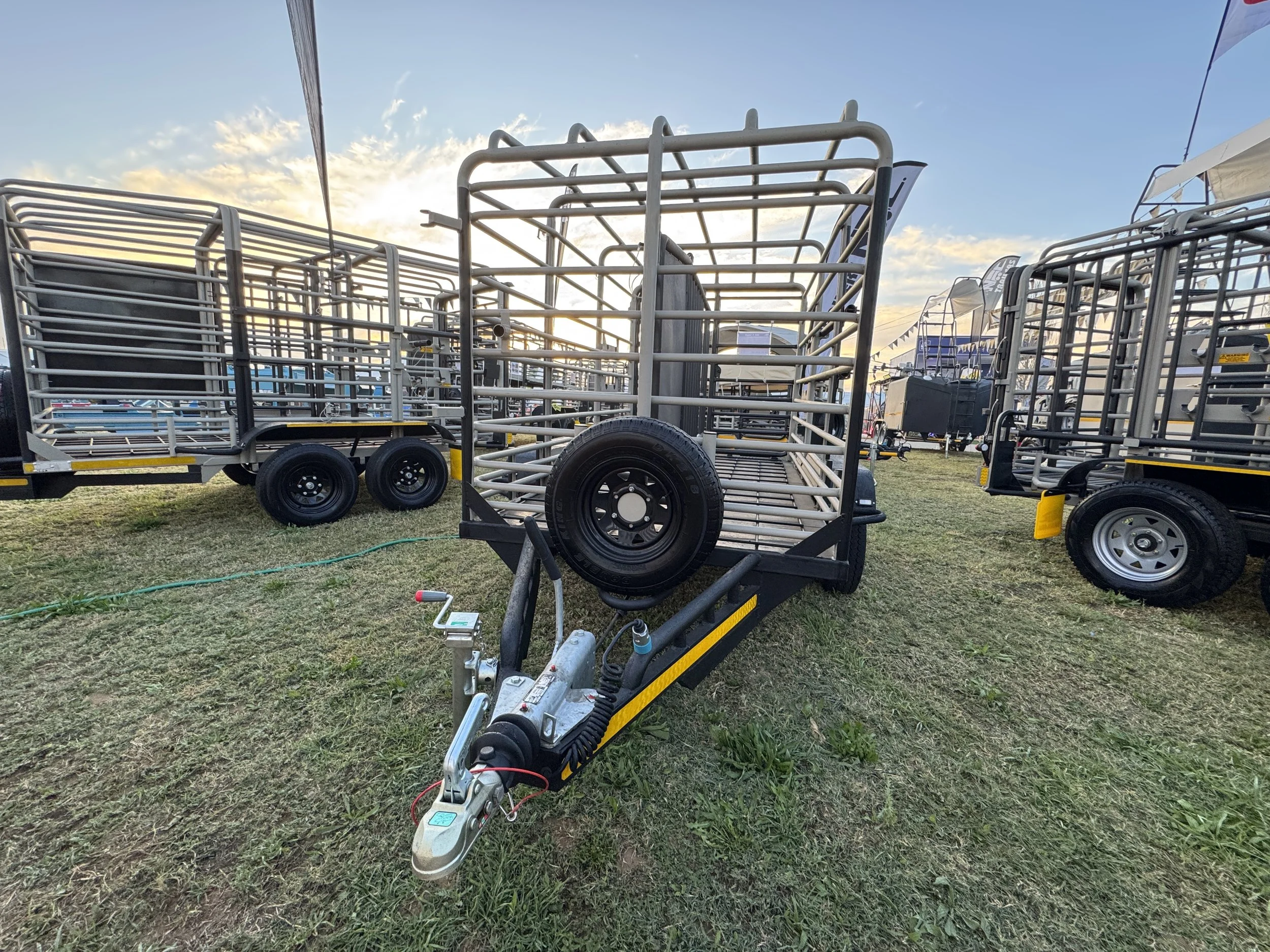 Multiple cattle trailers parked on grass at a fairground during sunset.