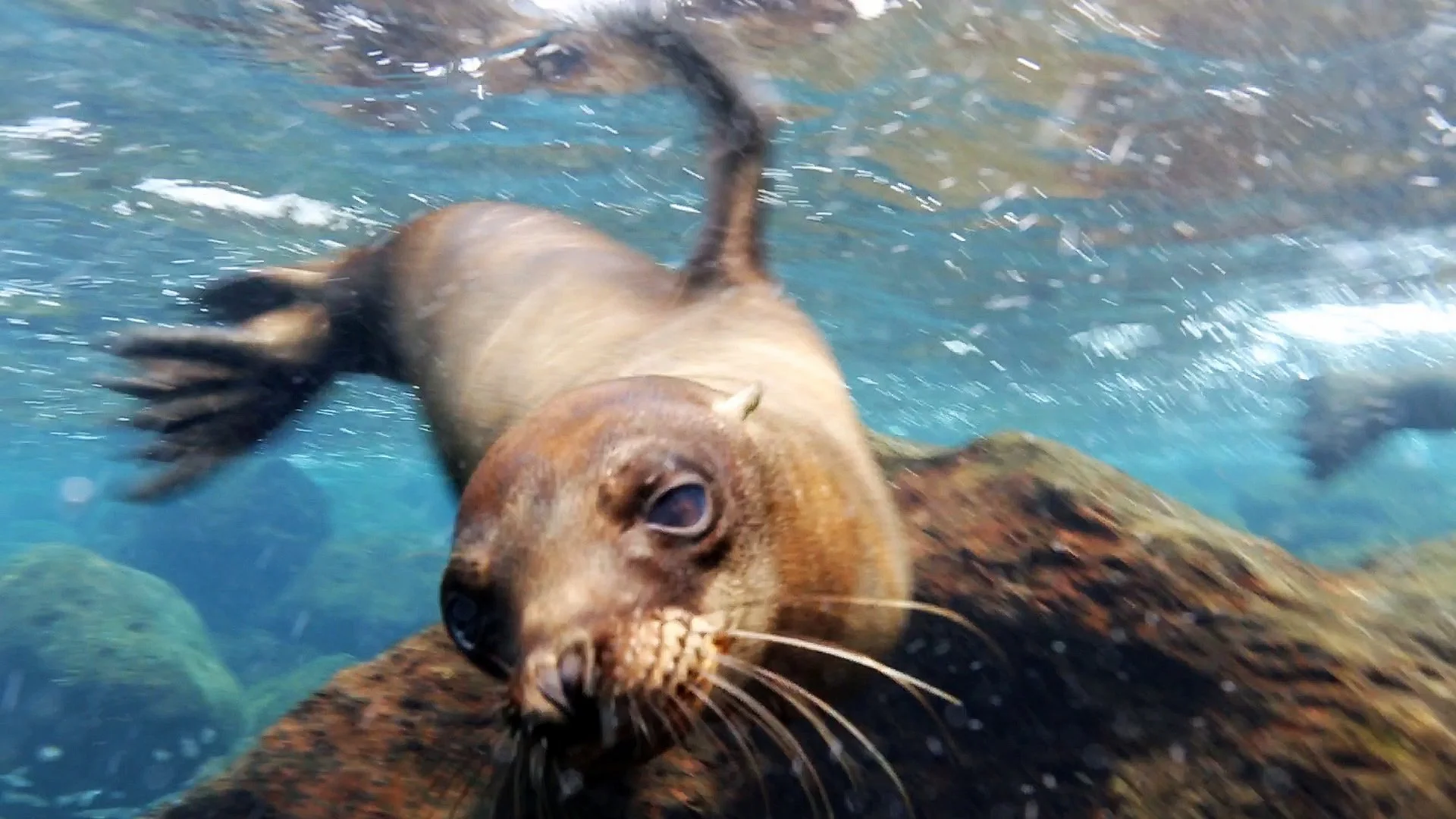 A sea lion swimming underwater with rocks in the background, looking at the camera.