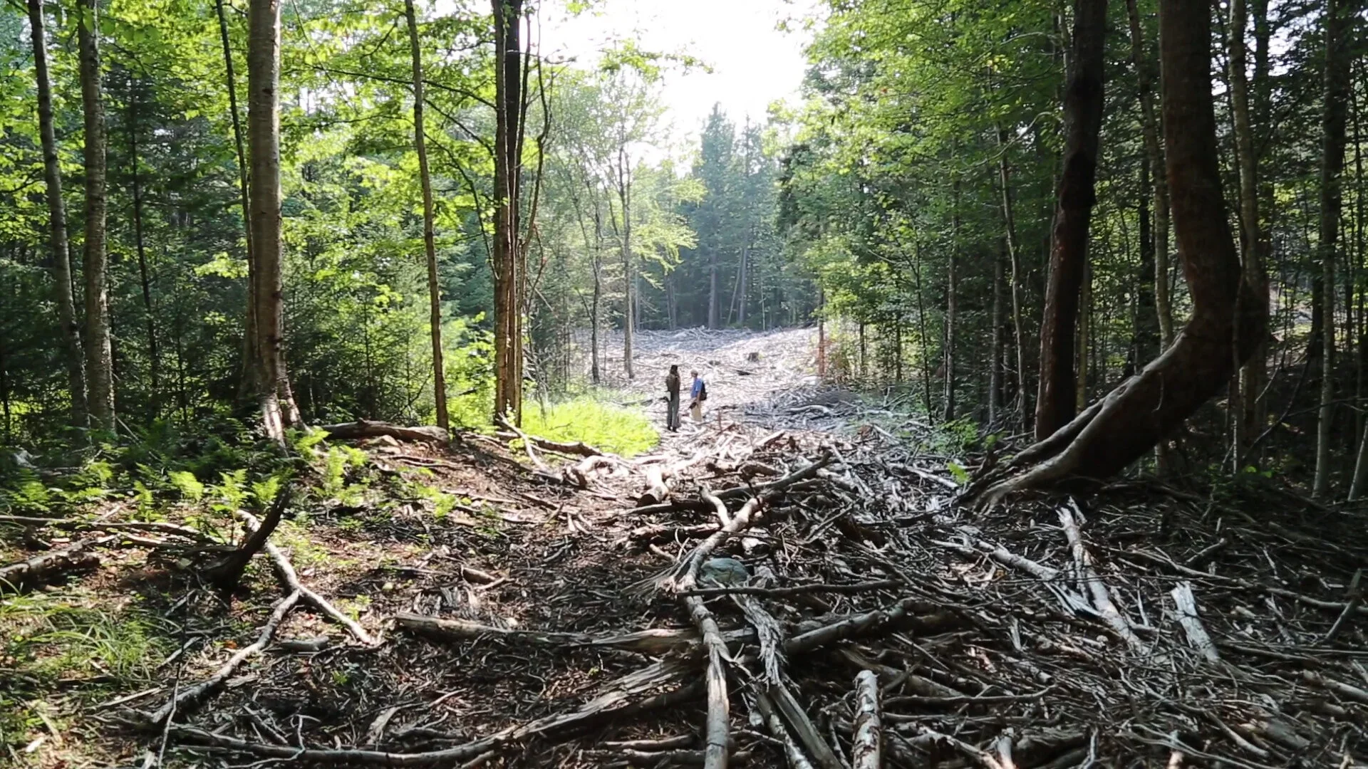 Two people stand in a forest clear cut surrounded by tall trees, with a large amount of branches and debris on the ground, and sunlight filtering through the trees.