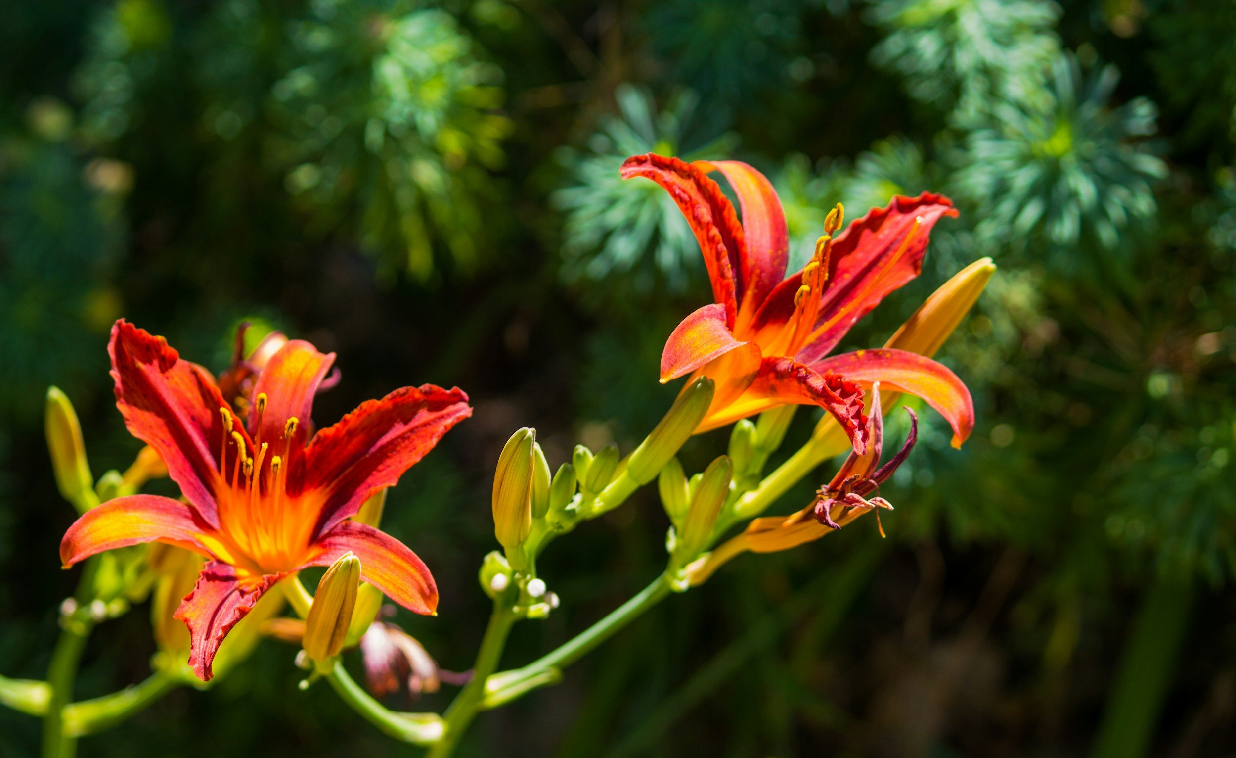 Close-up of orange lilies with green buds against a blurred green background.