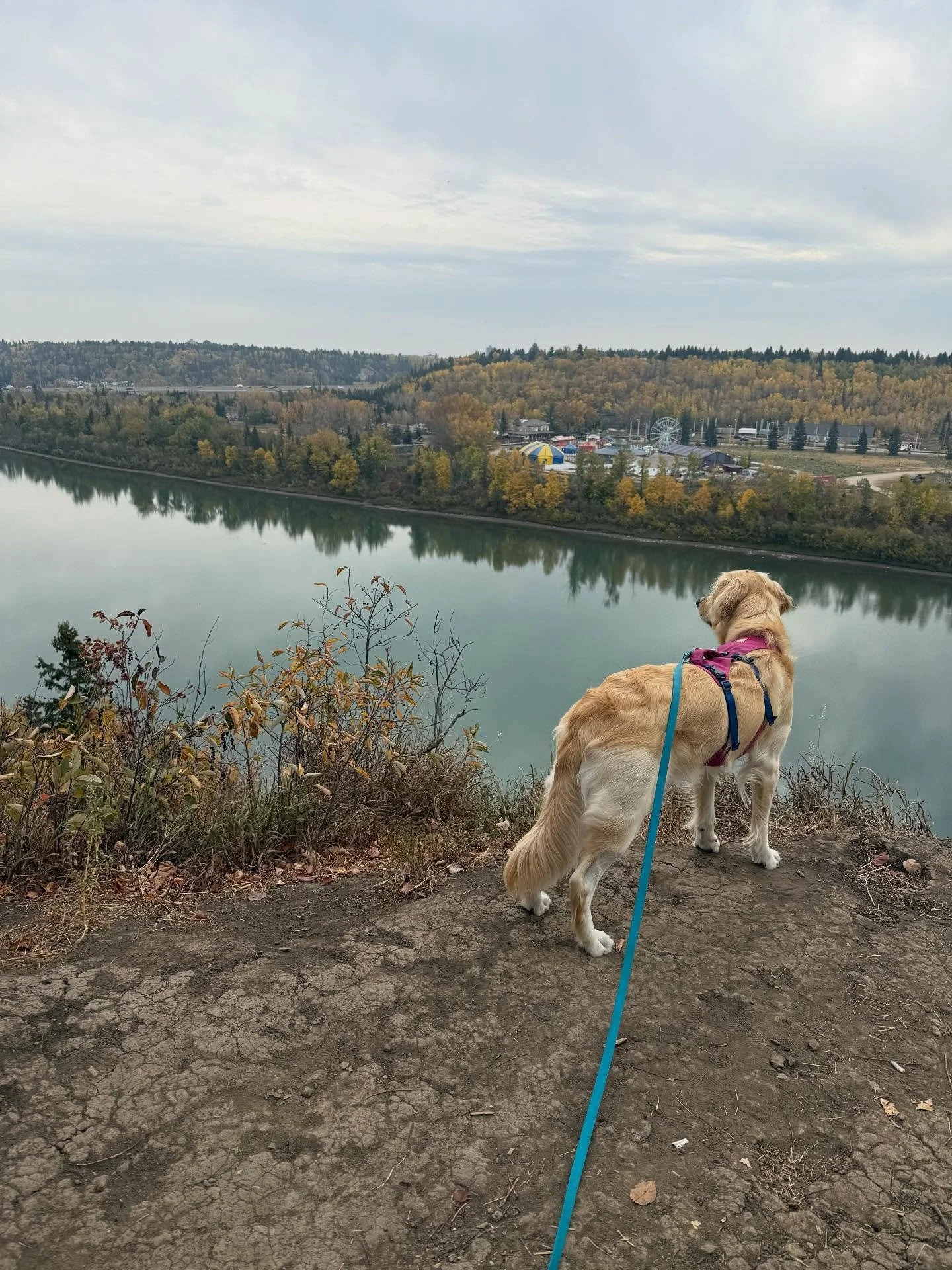 Fall so far 🍂🍁
.
.
.
.
.
#dogsofyeg #yeg #yegdogs #fall #dogwalking #reactivity #gooddogs