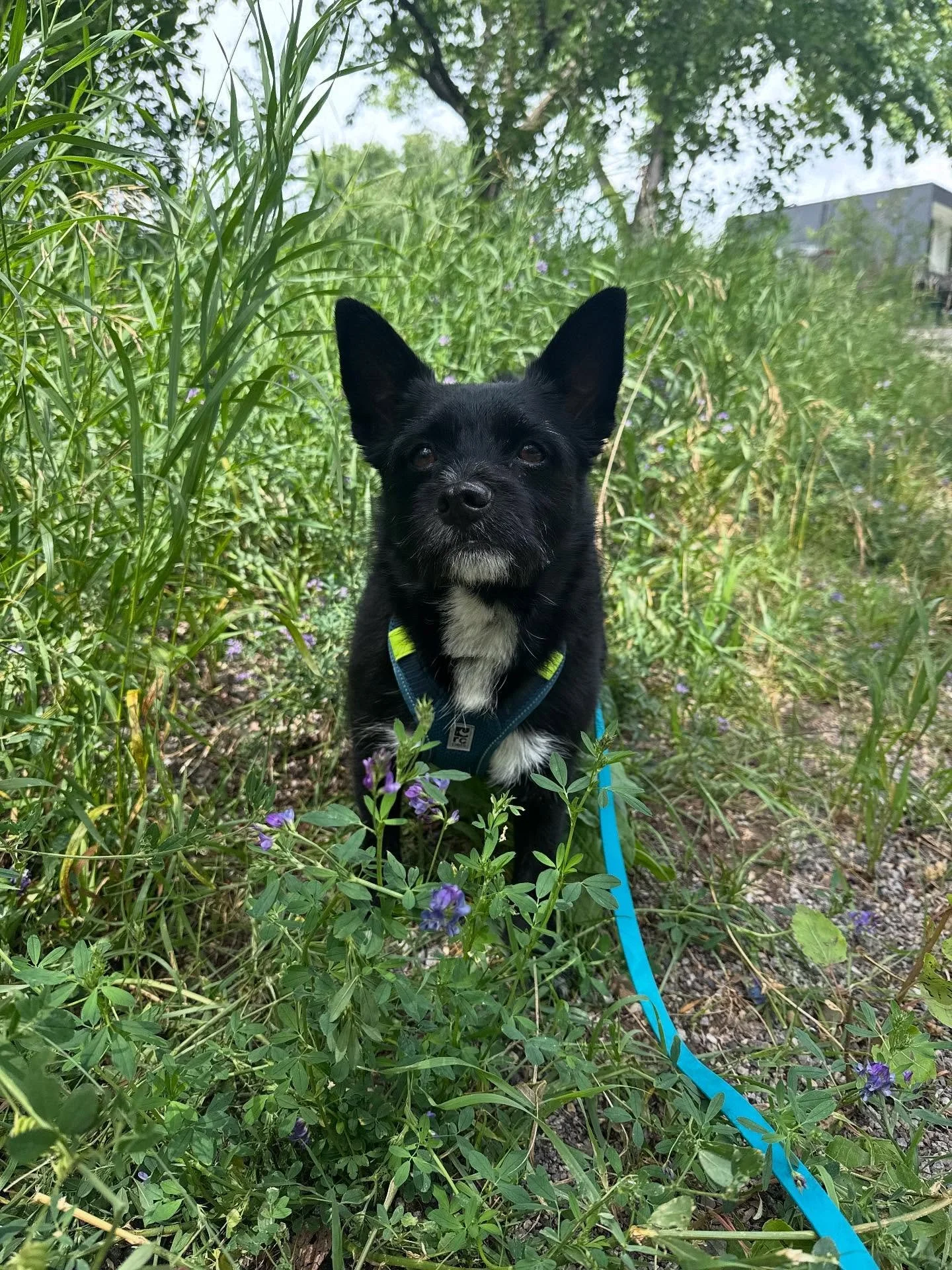 Some sweet angel faces of late ☀️
.
.
.
.
.
#yegdogs #dogsofyeg