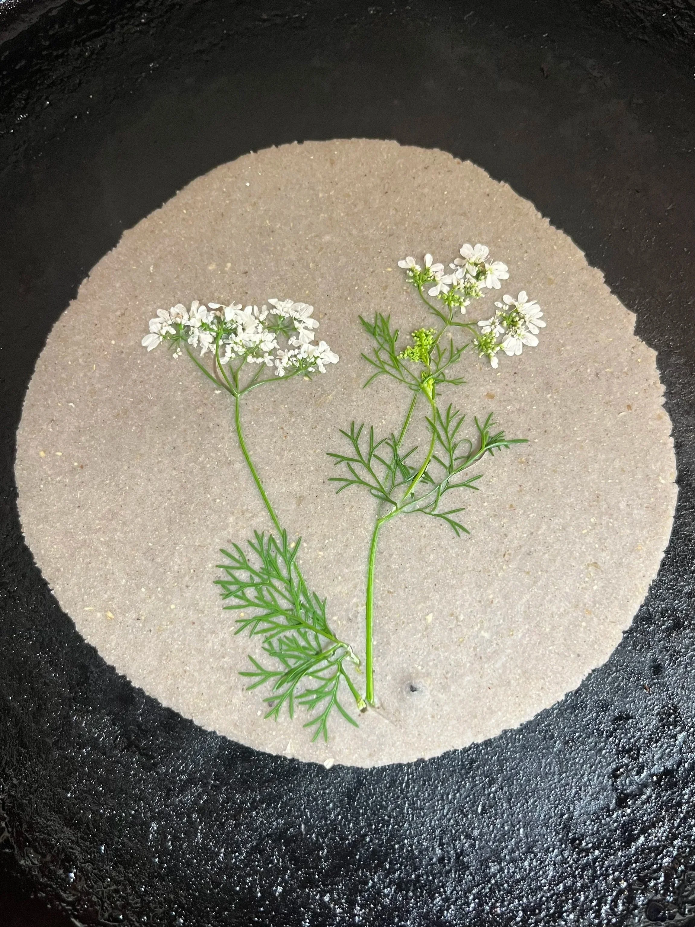 cilantro flowers pressed into blue corn tortilla