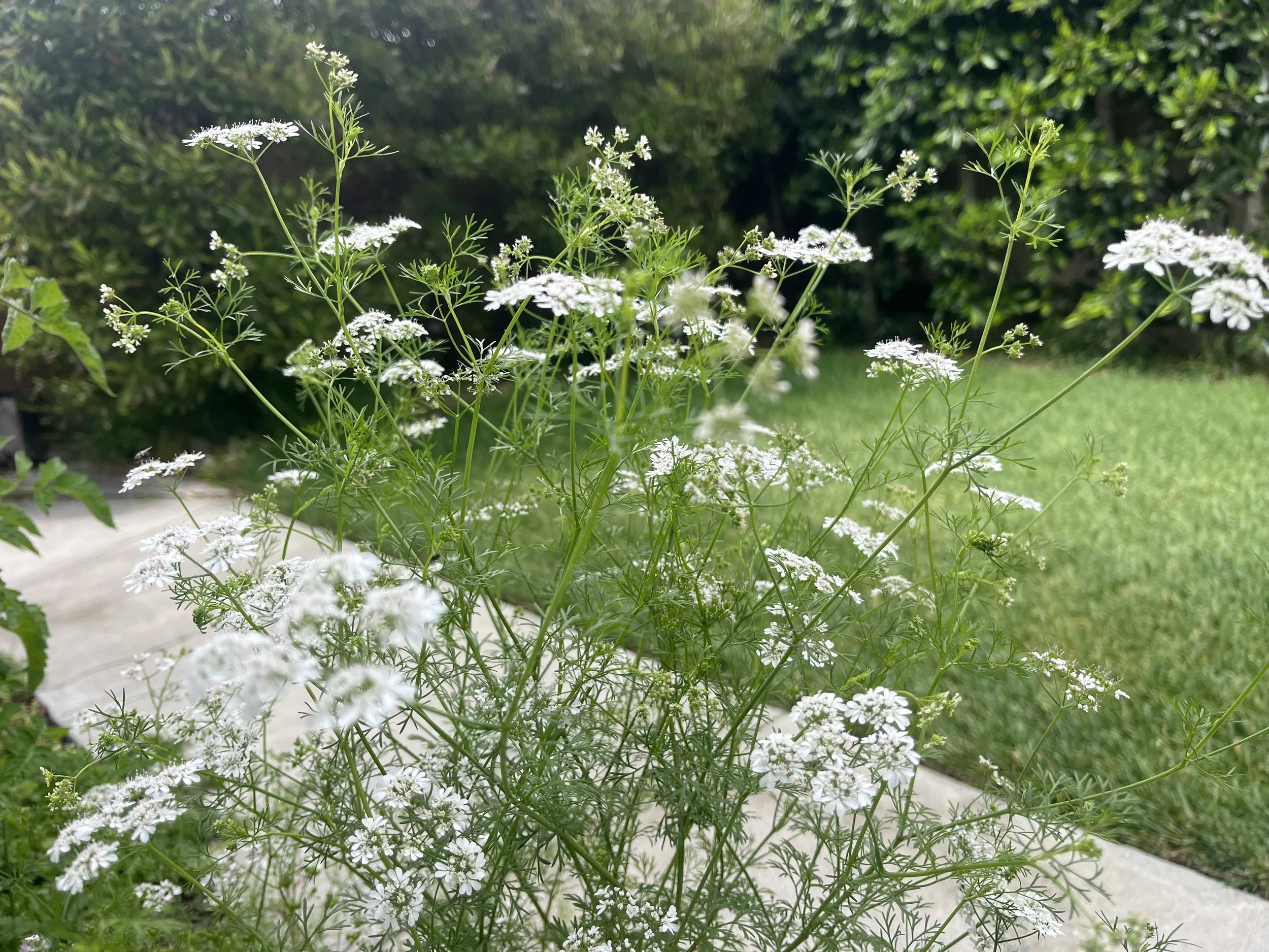 Bolted Cilantro