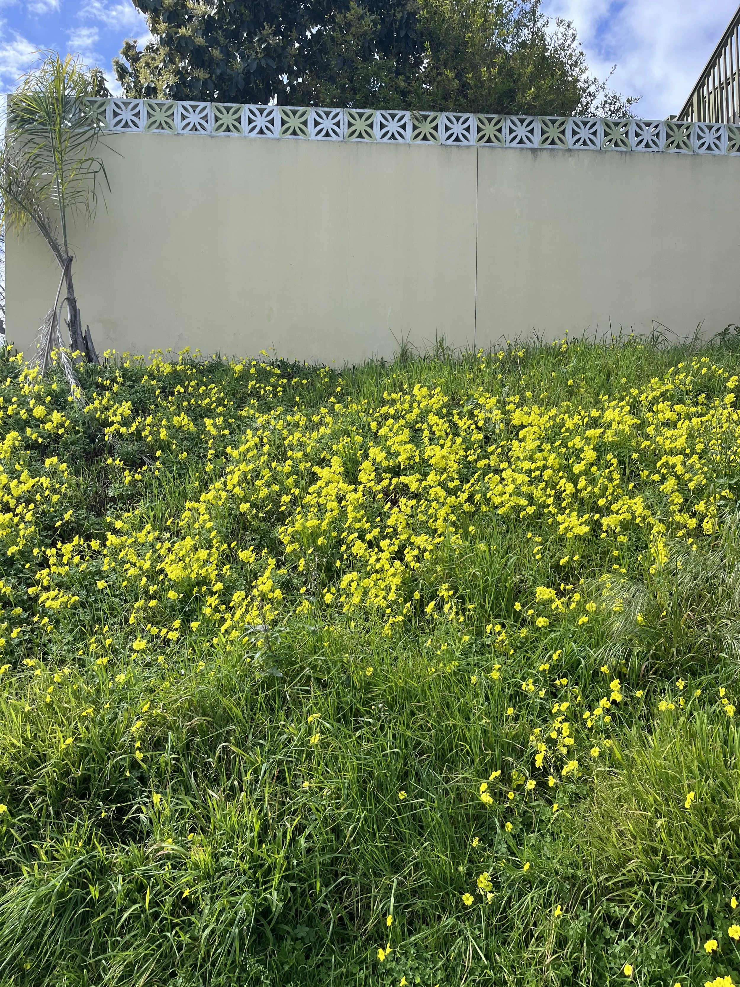 Season of Yellow