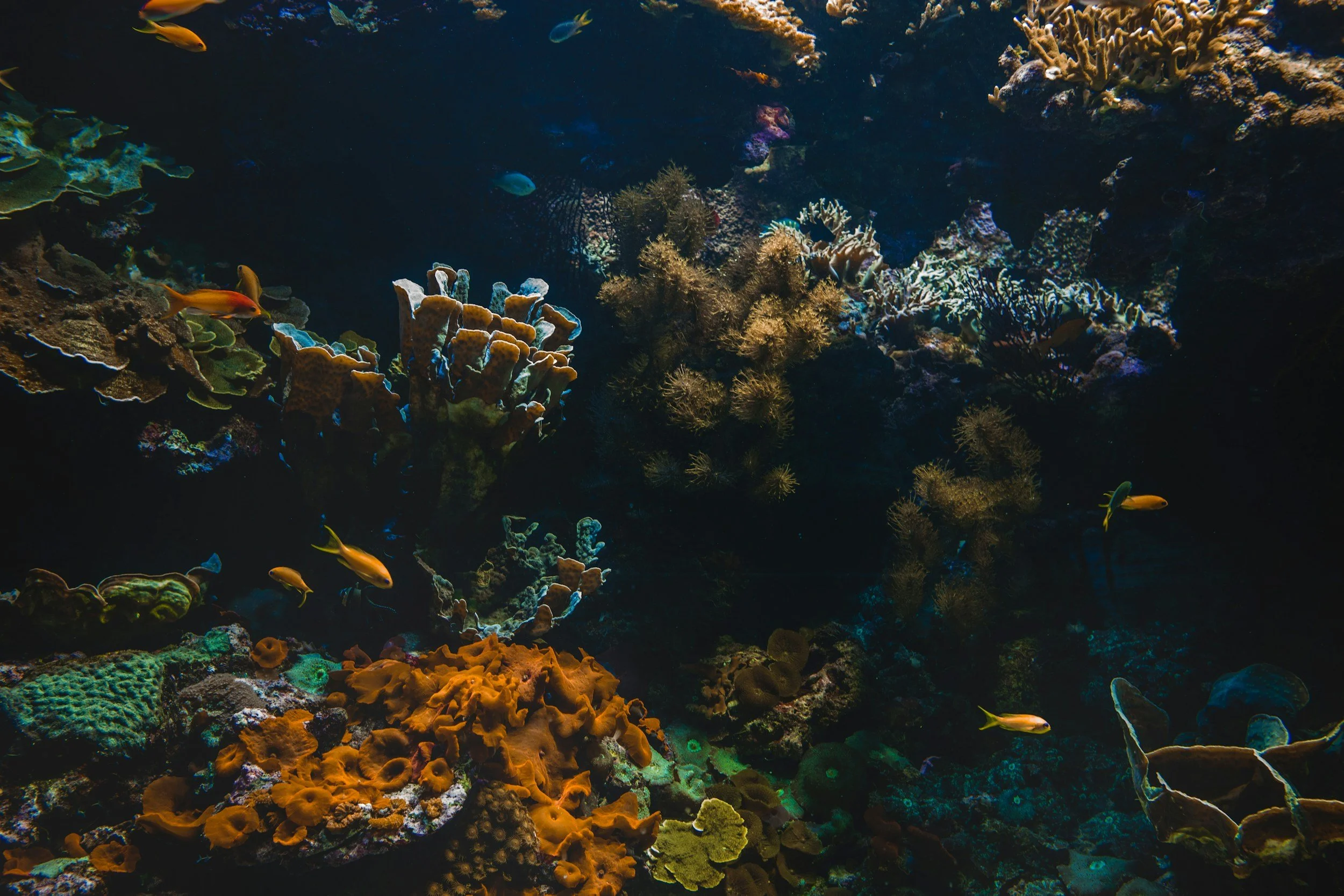 Guía de Avistamiento de Vida Marina en La Paz: ¡Qué Especies te Esperan en el Mar de Cortés! 🐠🐳🐙