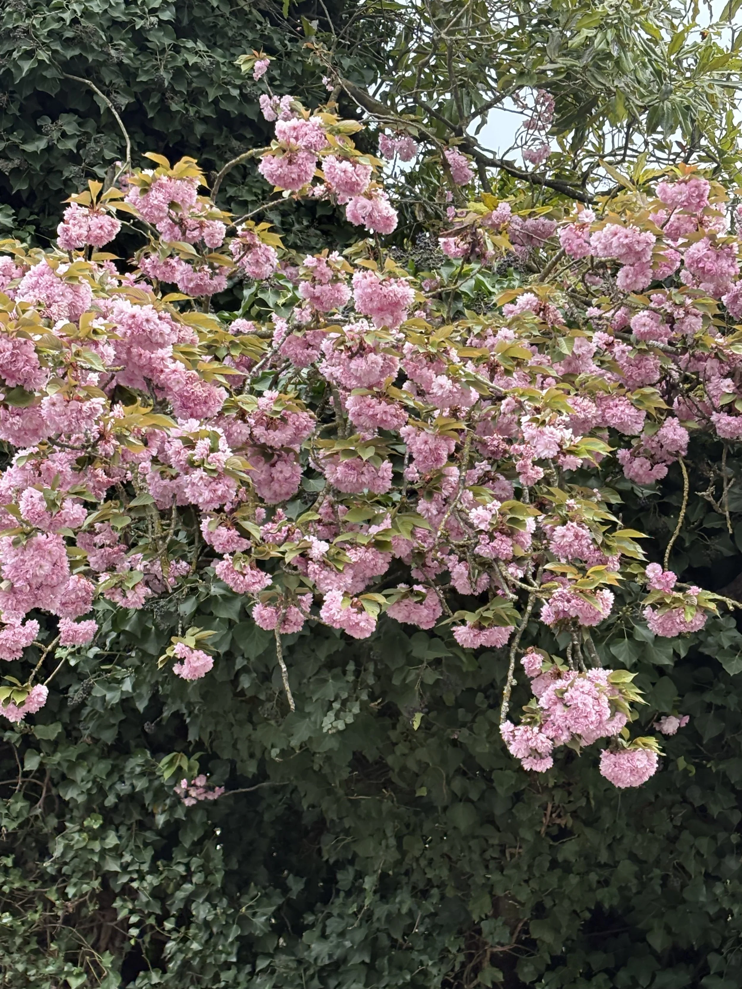 IMG_9826.jpeg