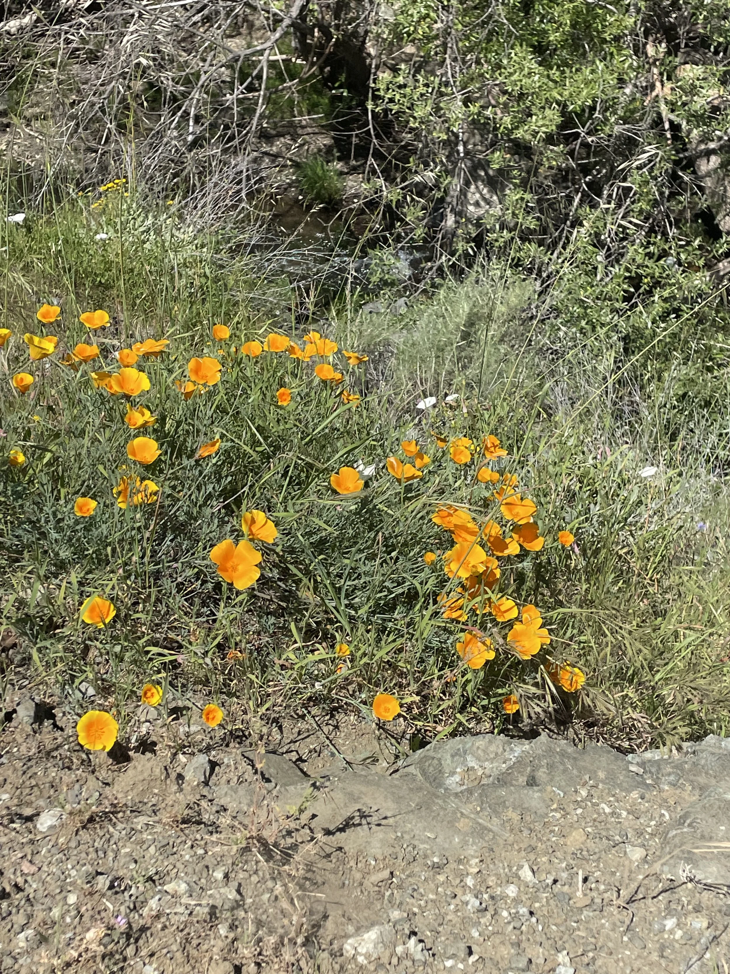 IMG_4487.jpeg