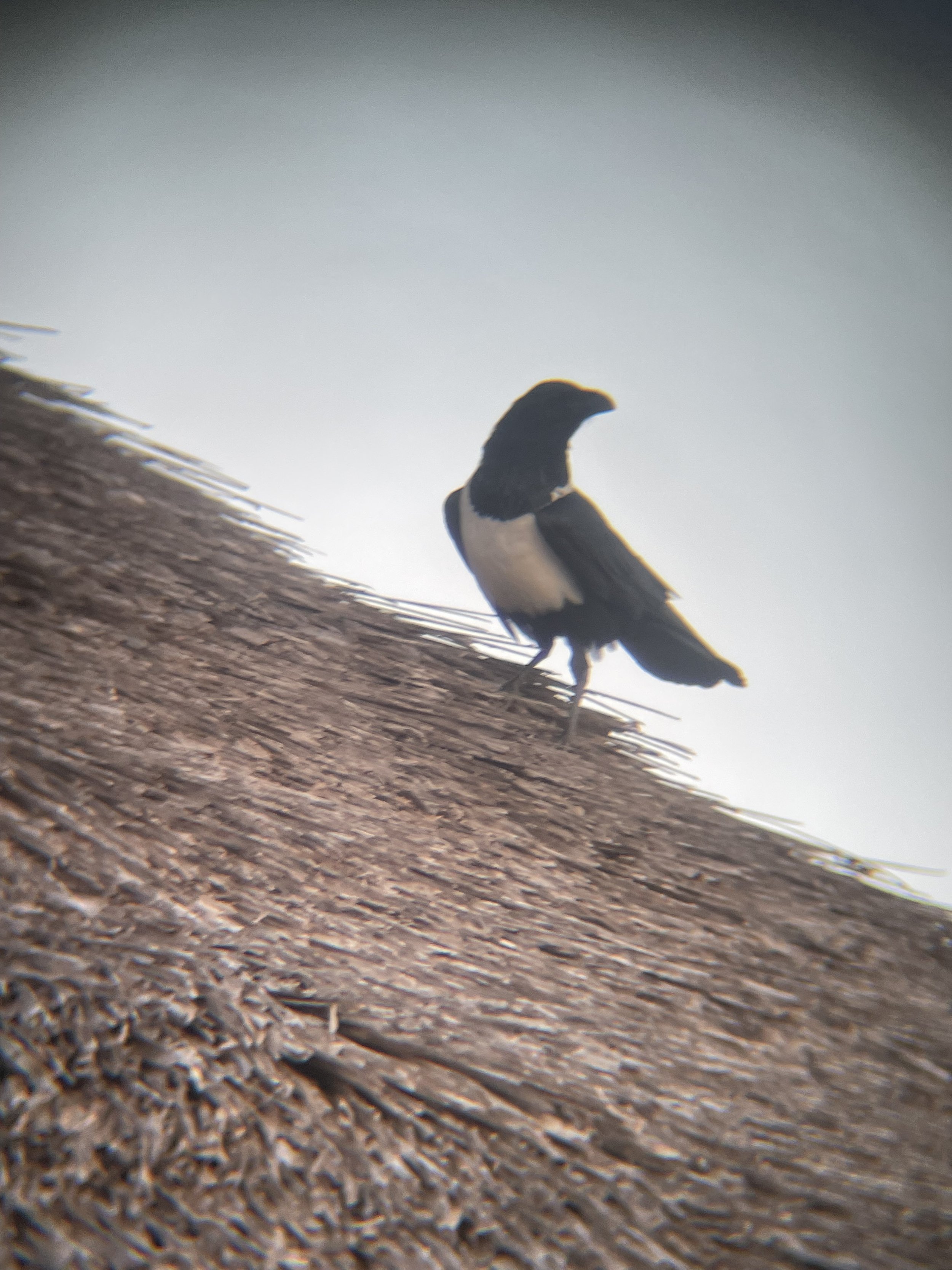 IMG_4204.jpeg