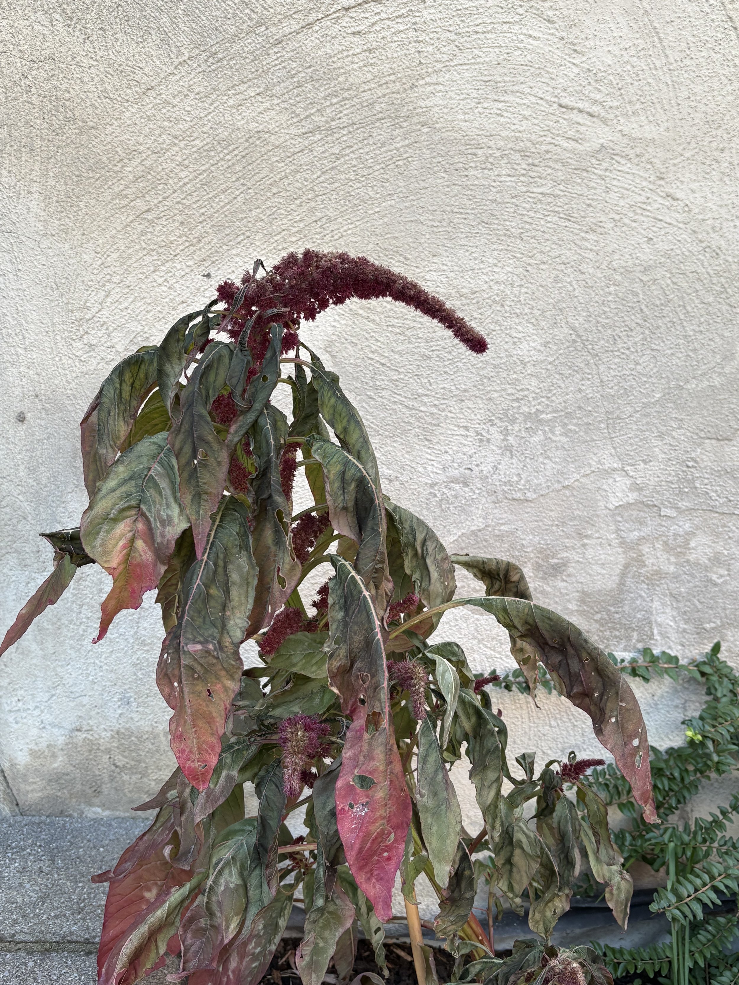 IMG_8569.jpeg