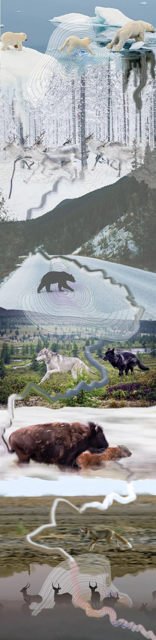 all animals.jpg