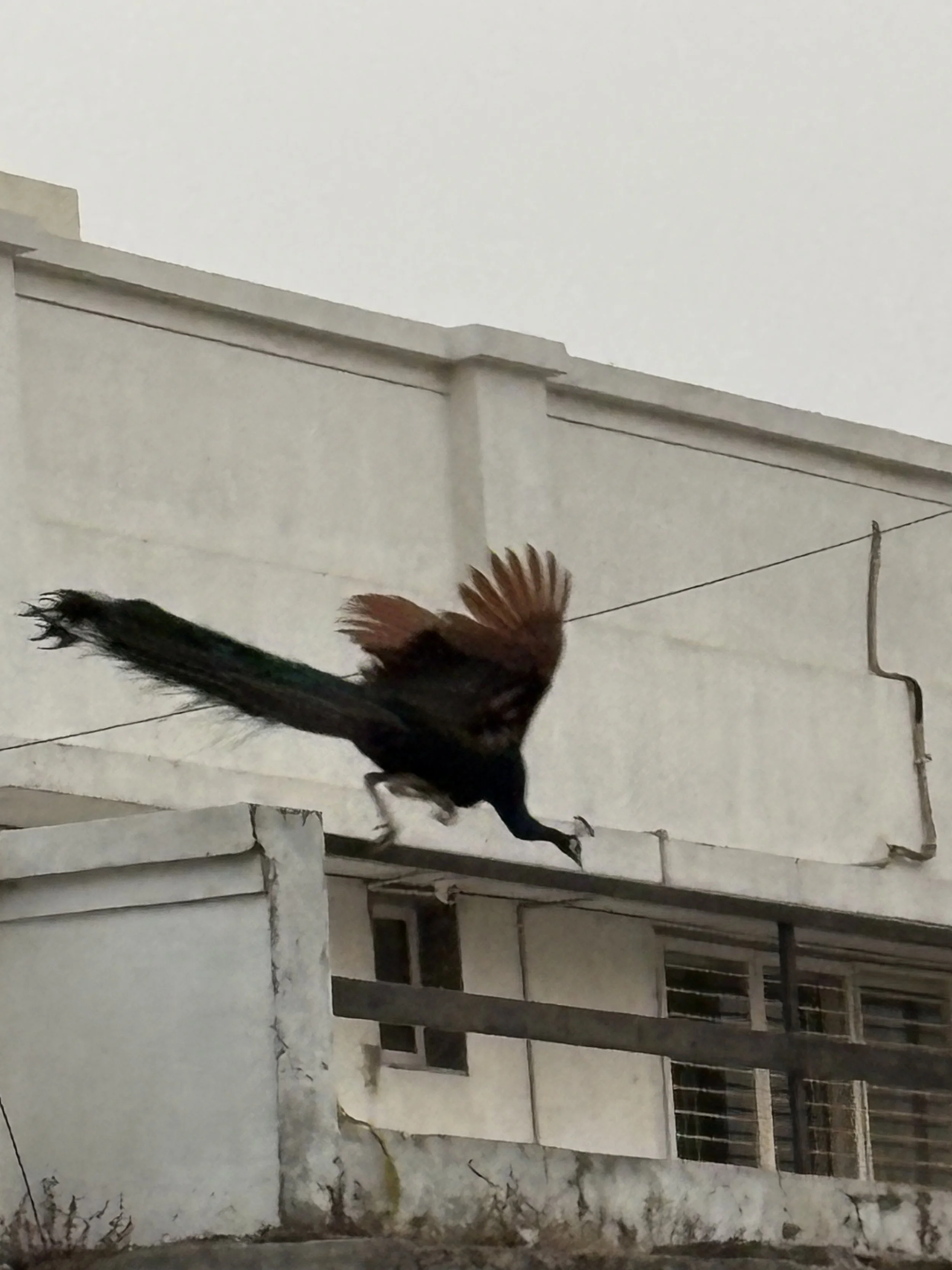 IMG_0829.jpeg