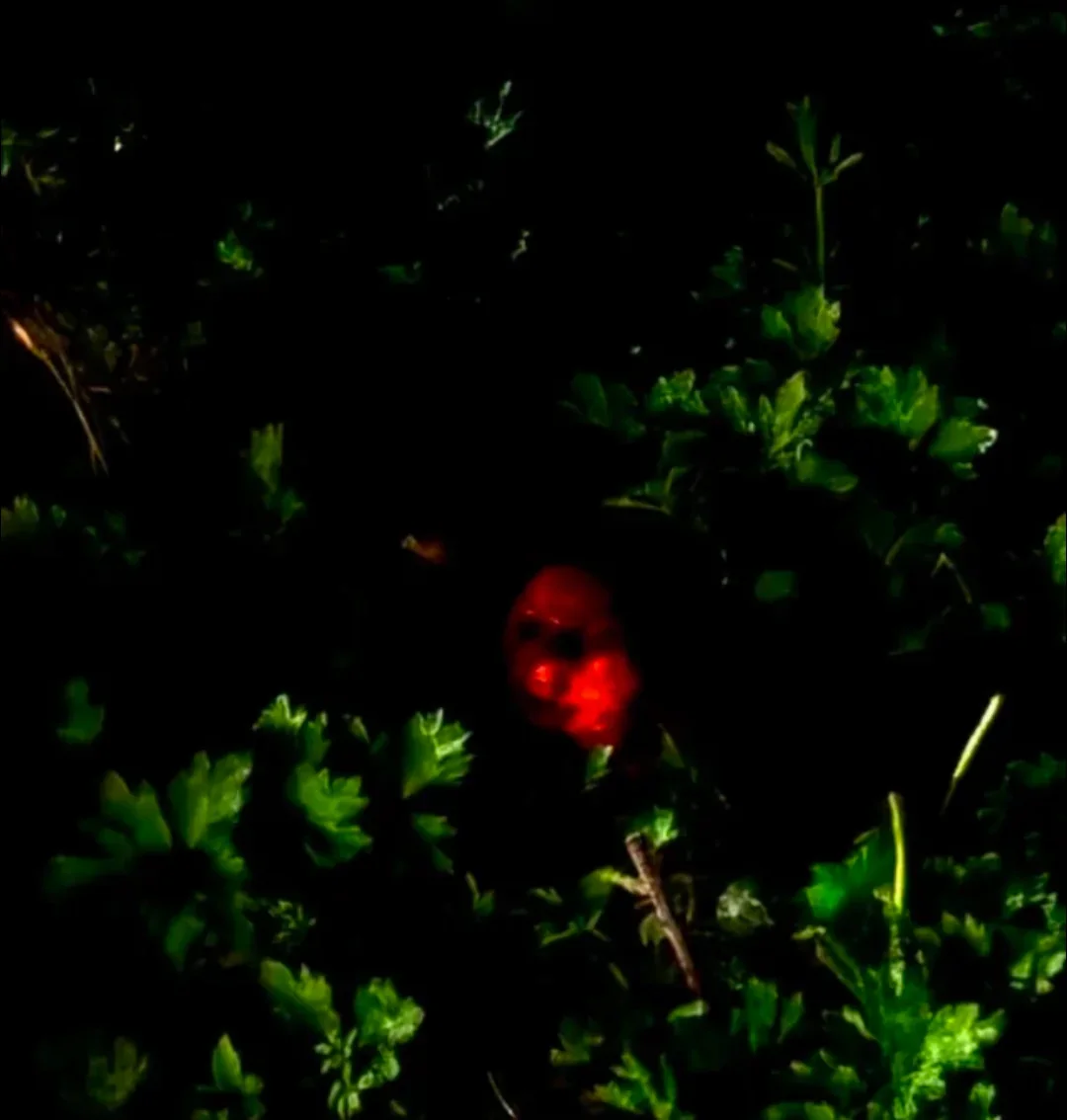 every-photo-of-the-gnomes-that-i-could-find-research-v0-w9wjjsyk3b9f1.webp