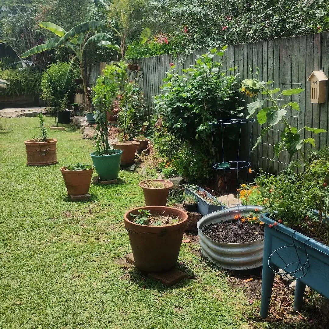 The environment is growing well and starting to feel habitable! I'm waiting with bated breath for my two varieties of passionfruit to start growing and climbing across the fence. I want it to be covered in green. 

Working with the soil up here has b