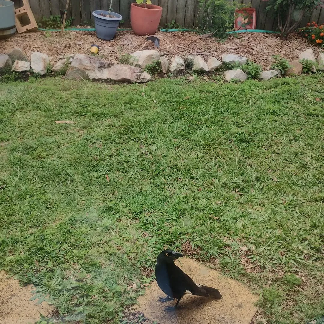 Good morning Magpie. 

I just noticed this visitor in my garden. It came right up to my window and was staring at me. I was talking to it as I'm quite sure you can build rapport with magpies! My daughter has named it Sprinkles. 

I've noticed a lot o