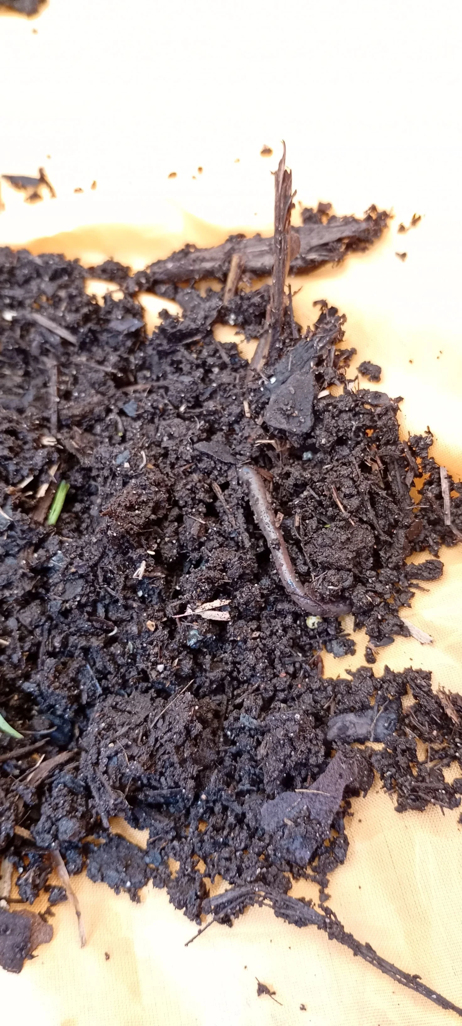 tesorini montessori toddler garden worm