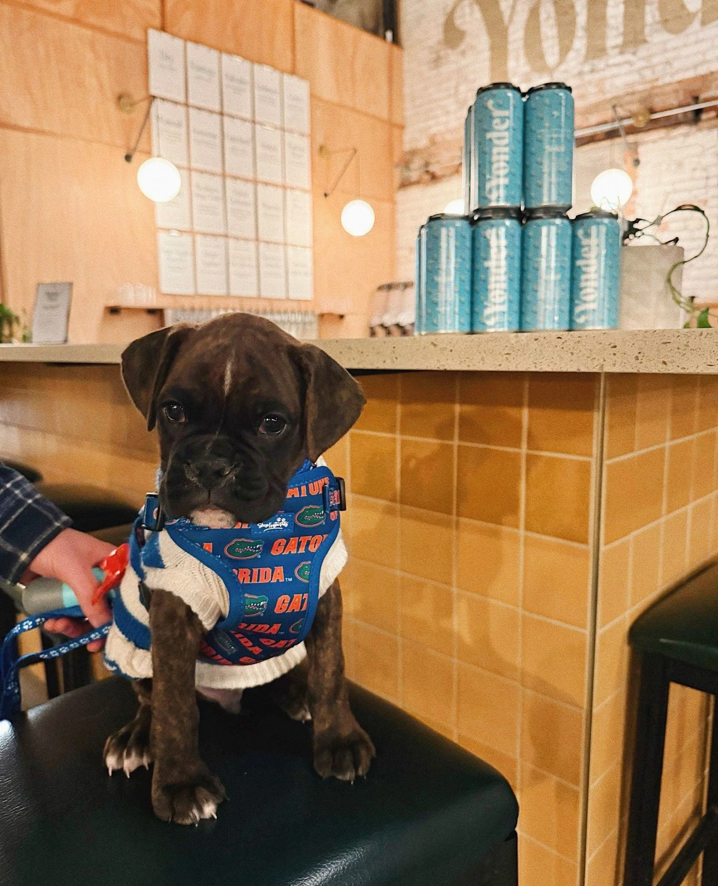 Roam said she&rsquo;d just &ldquo;pop in for one&rdquo; and somehow ended up claiming a barstool like she pays rent here. We love our Yonder pup visits. 🐶⁠
⁠
⁠
⁠
⁠
#yondercider #drinkyonder #yondereast #borntoroam #illbeoveryonder
