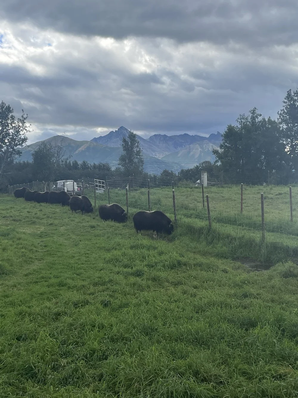 Musk Ox in Palmer, Alaska