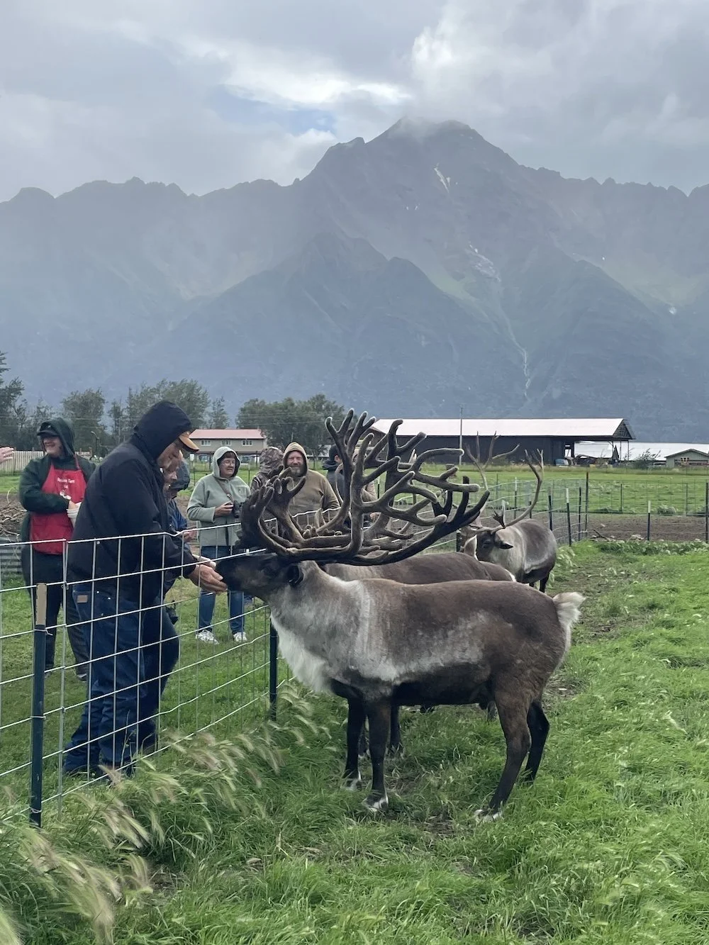 Feeding Reindeer in Alaska