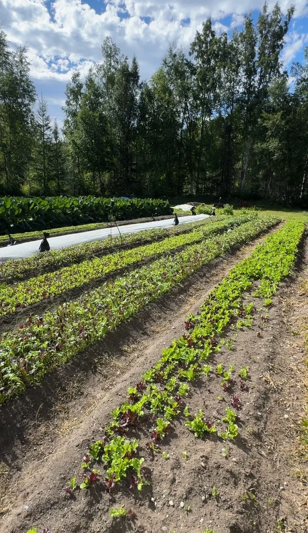 Alaska farms in Palmer, Alaska
