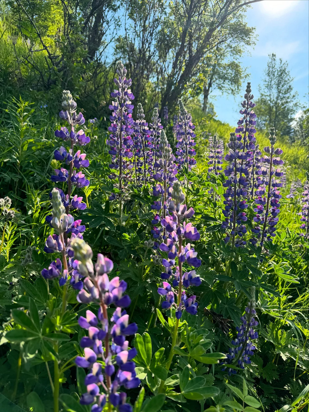 Look for wildflowers during June and early July