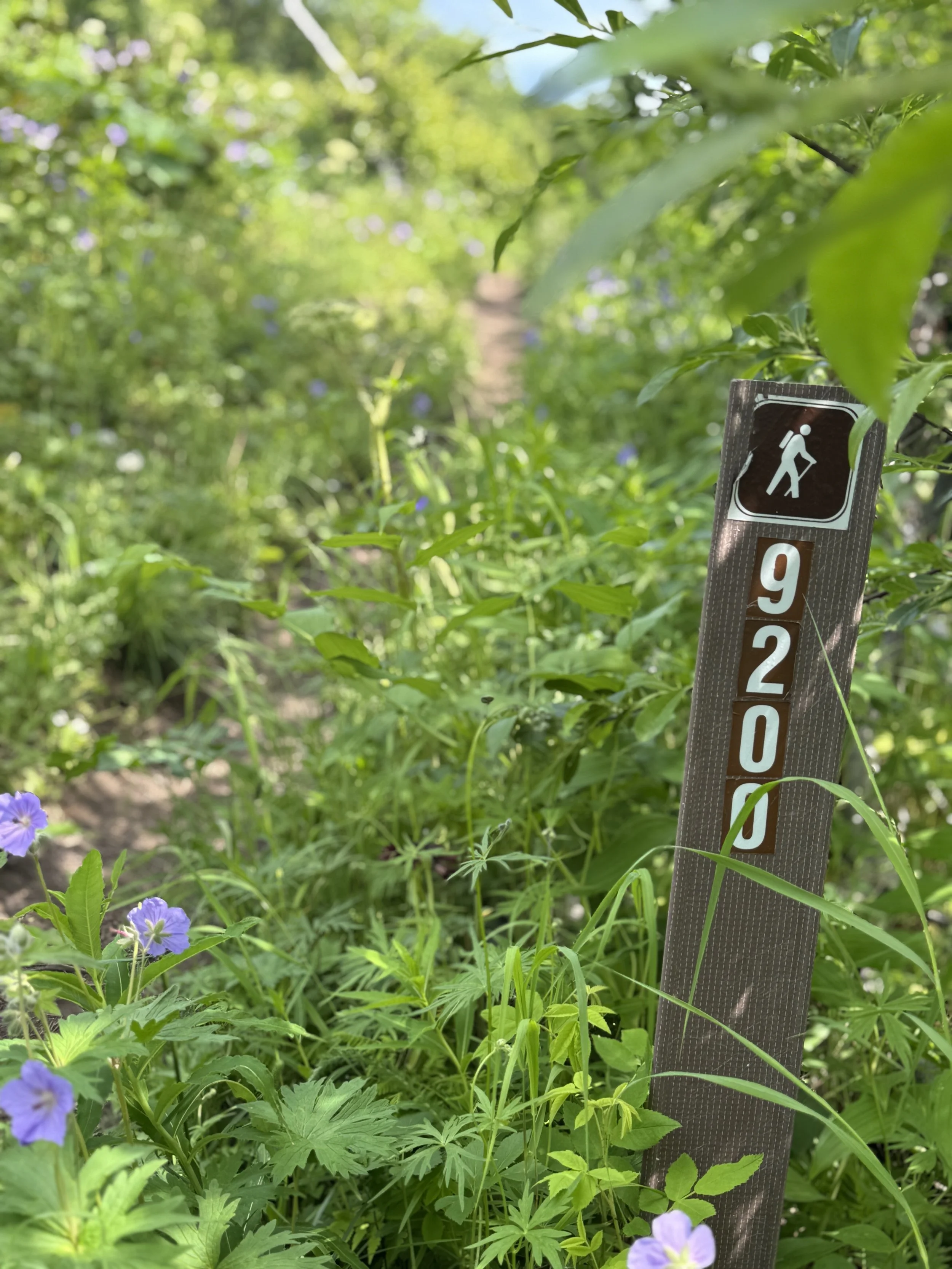 Trail markers along the Matanuska Peak trail indicate linear feet