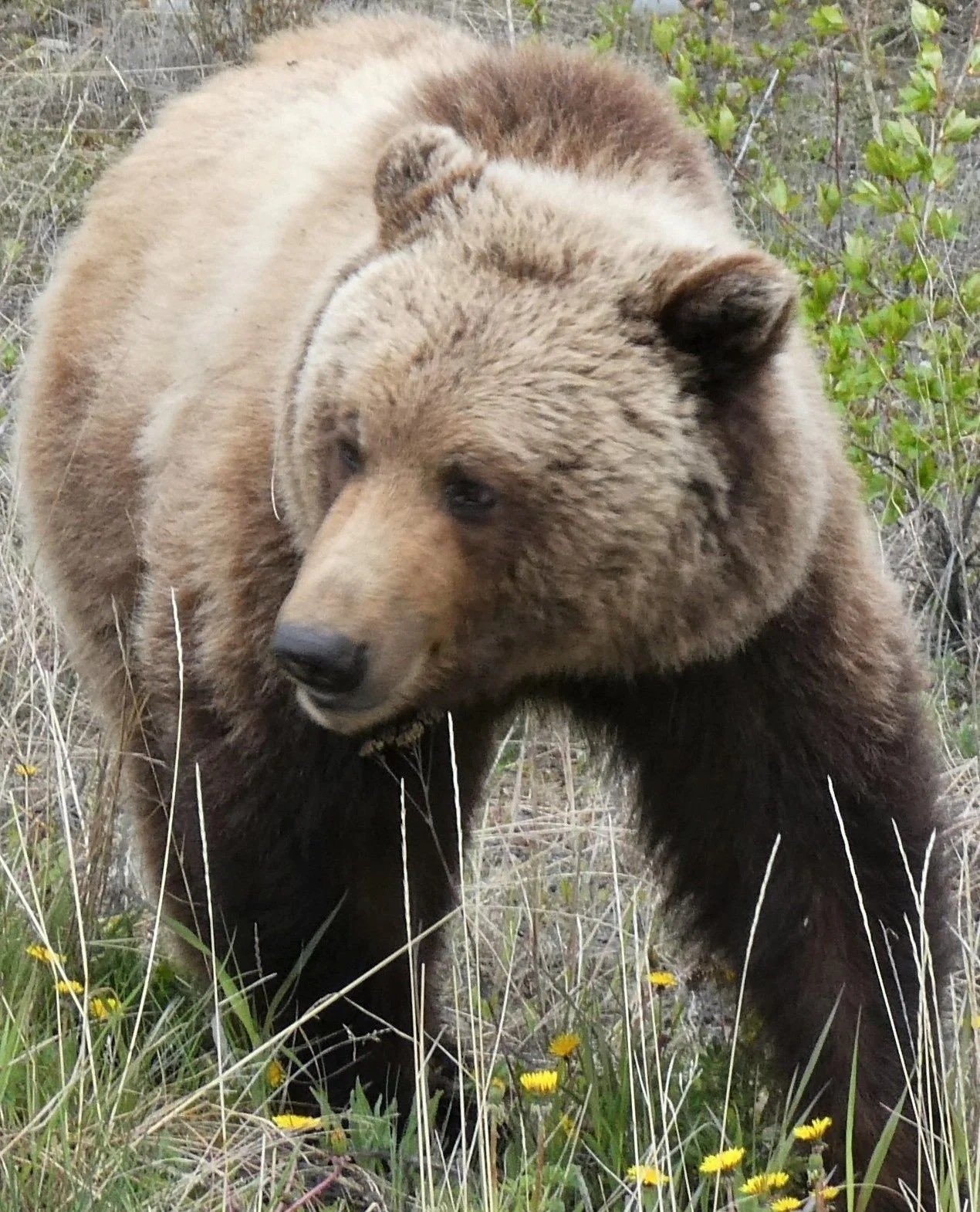 It's that time of year again! Check out our blog post about safety when traveling through bear (and moose) country. ⁠
⁠
Visit reveltreksandtours.com, then click Other Resources > Blogs.