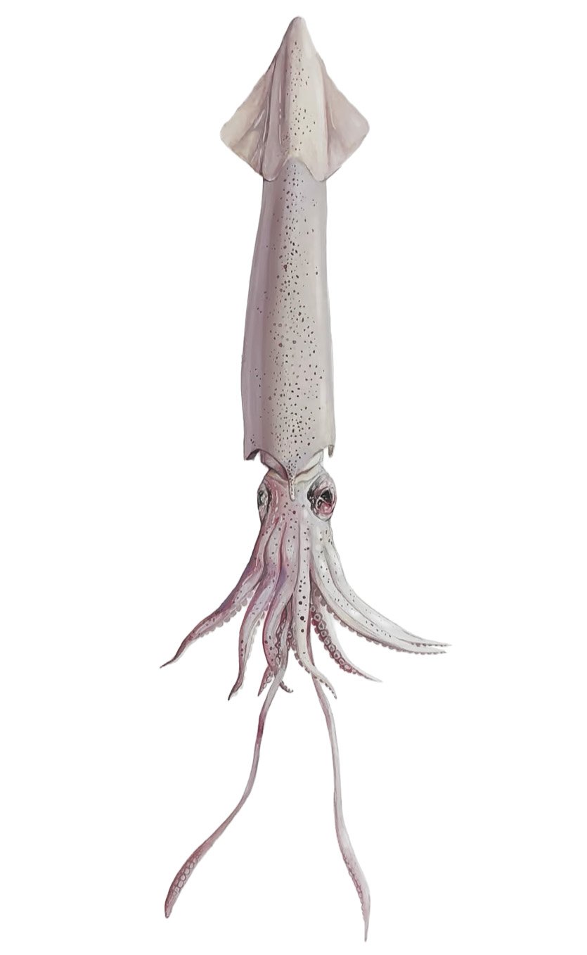 squid.jpg