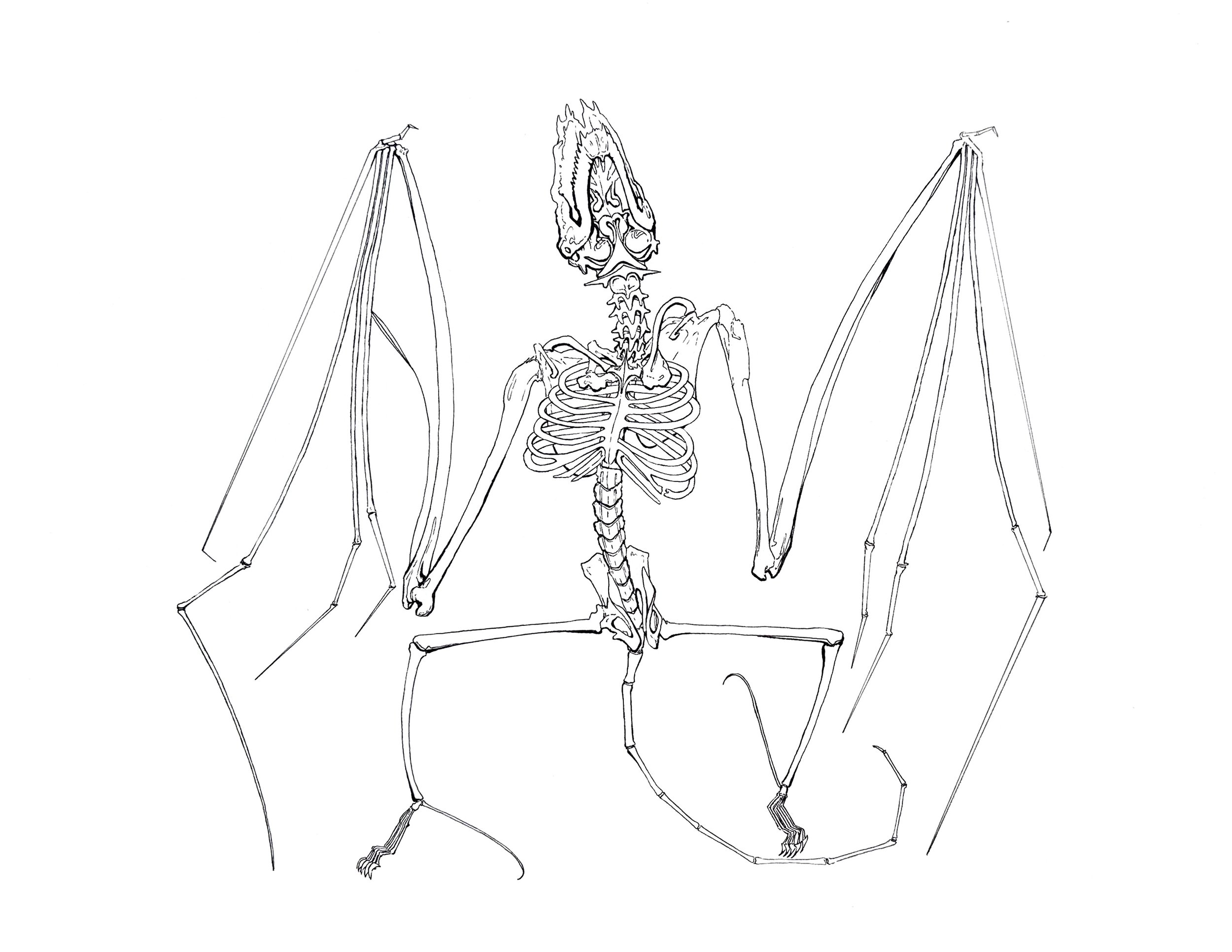 501_A1_AGomez_BatSkeleton.jpg