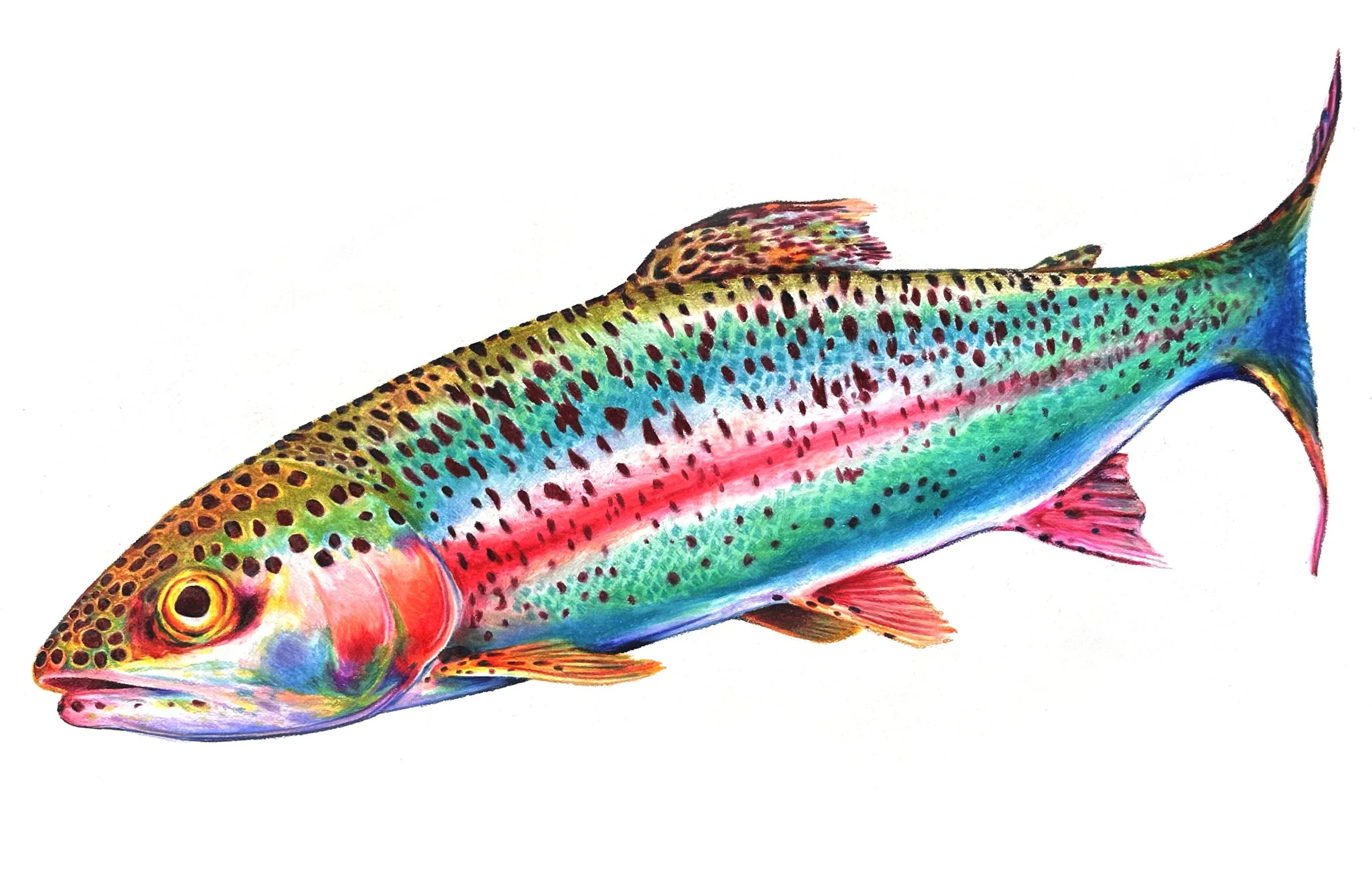 trout.jpg