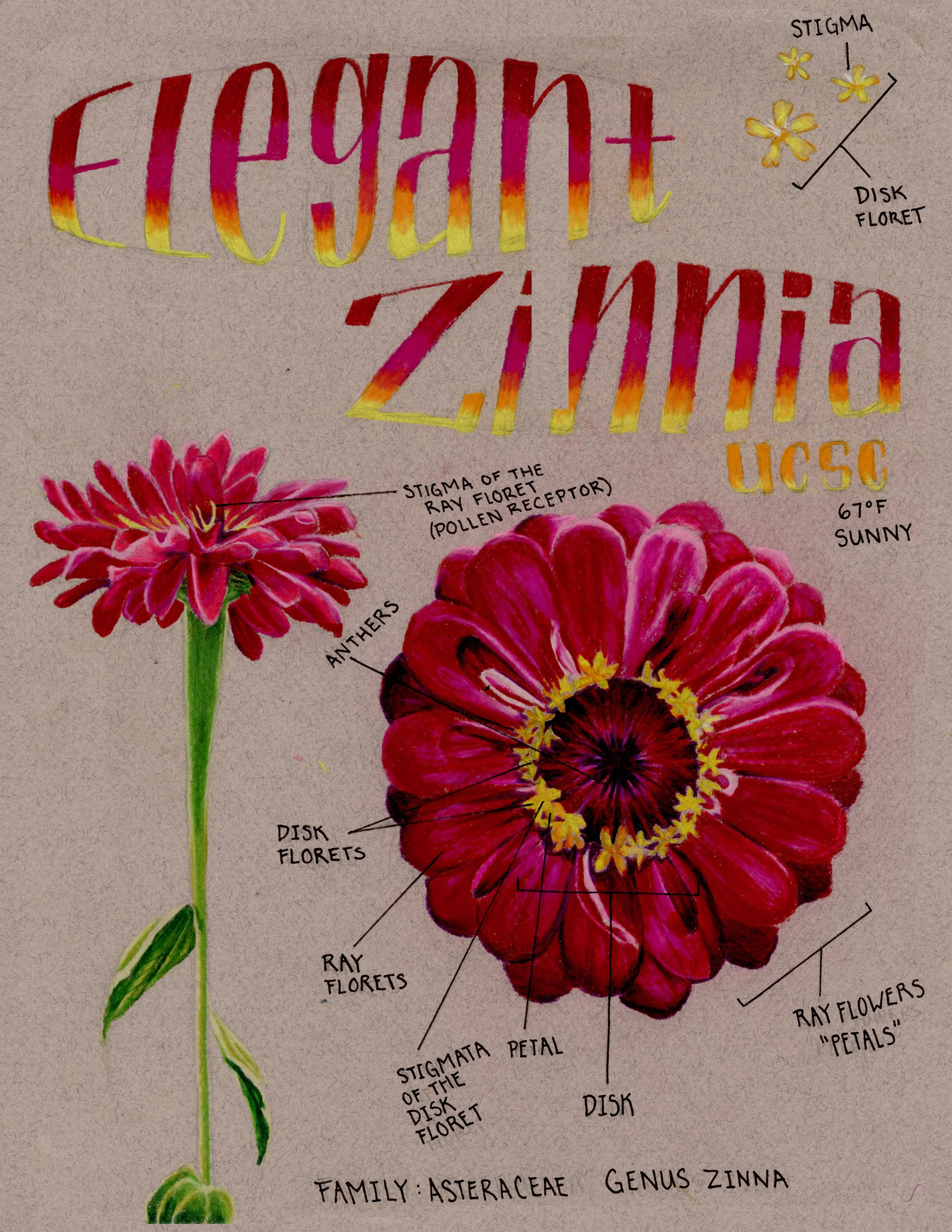 502_A6_AGomez_BotanicalStudy_ElegantZinnia.jpg
