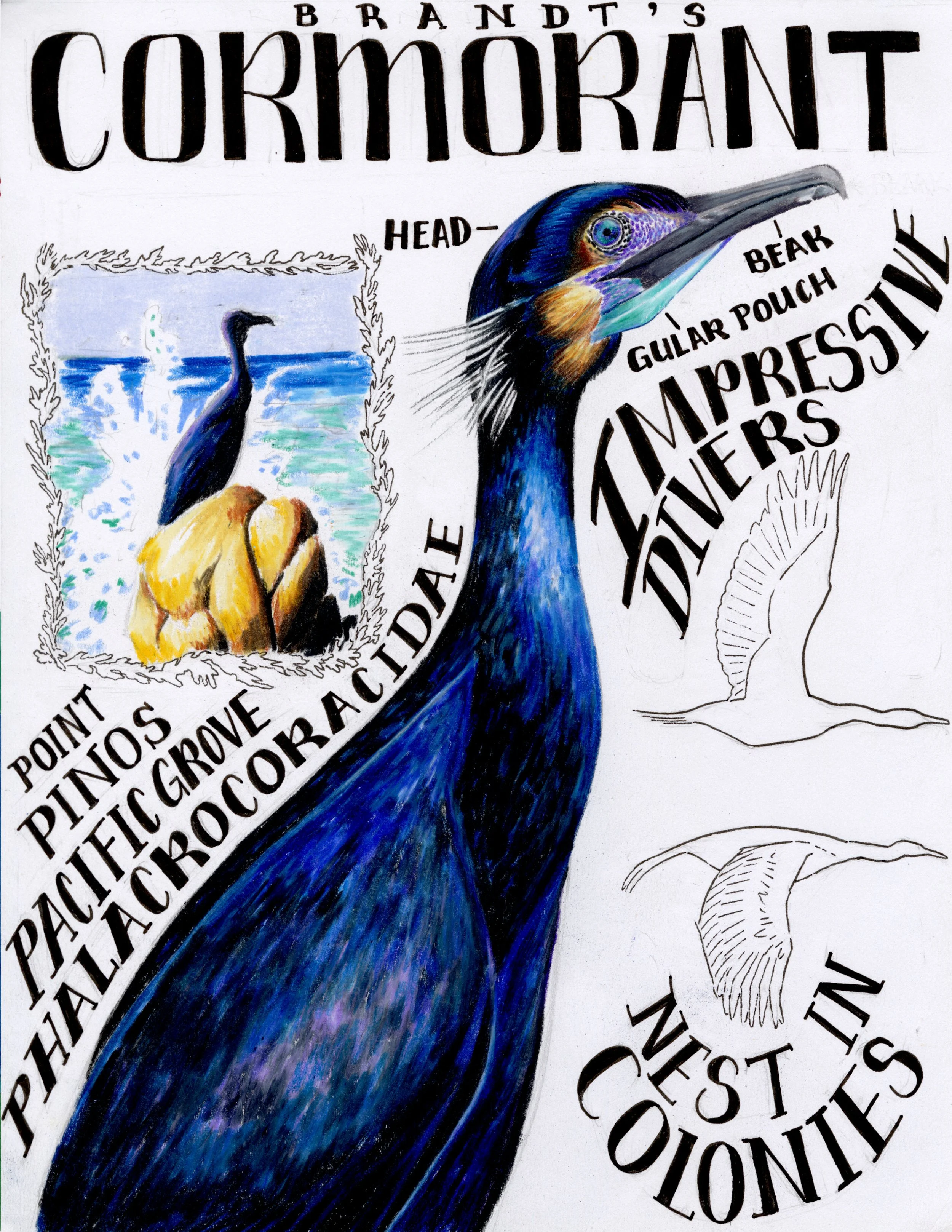 502_A7_LifeSketchesofBirds_BrantsCormorant.jpg
