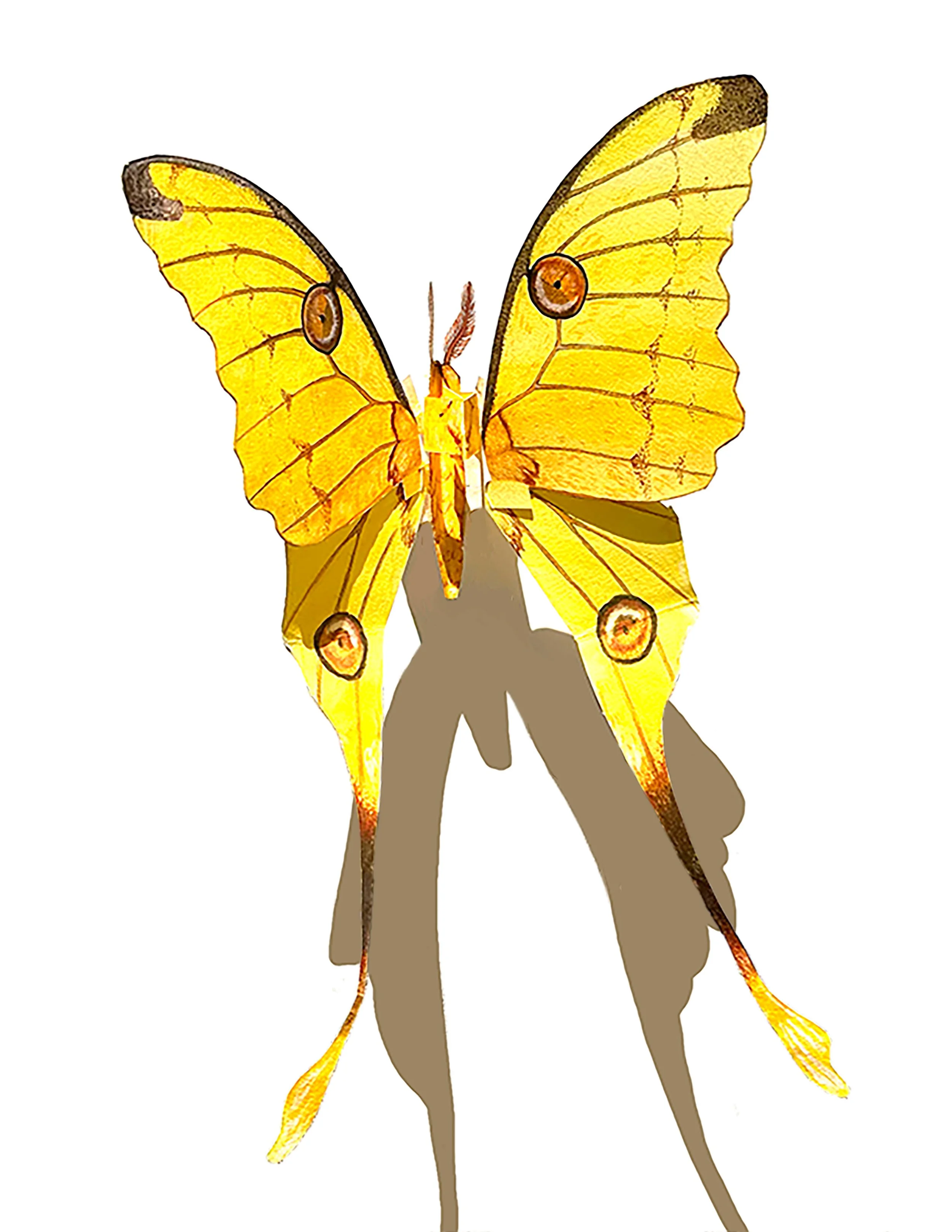 502_IndieSketches_Gomez_Moth.jpg