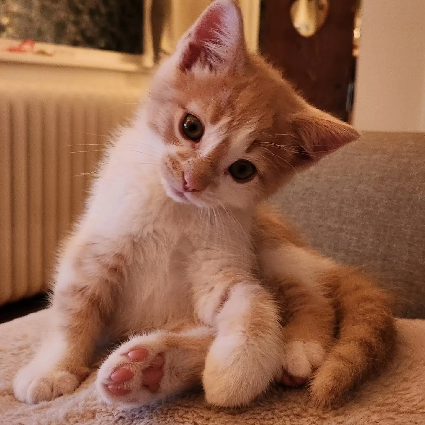 🩷Penny's new brother Ollie🧡