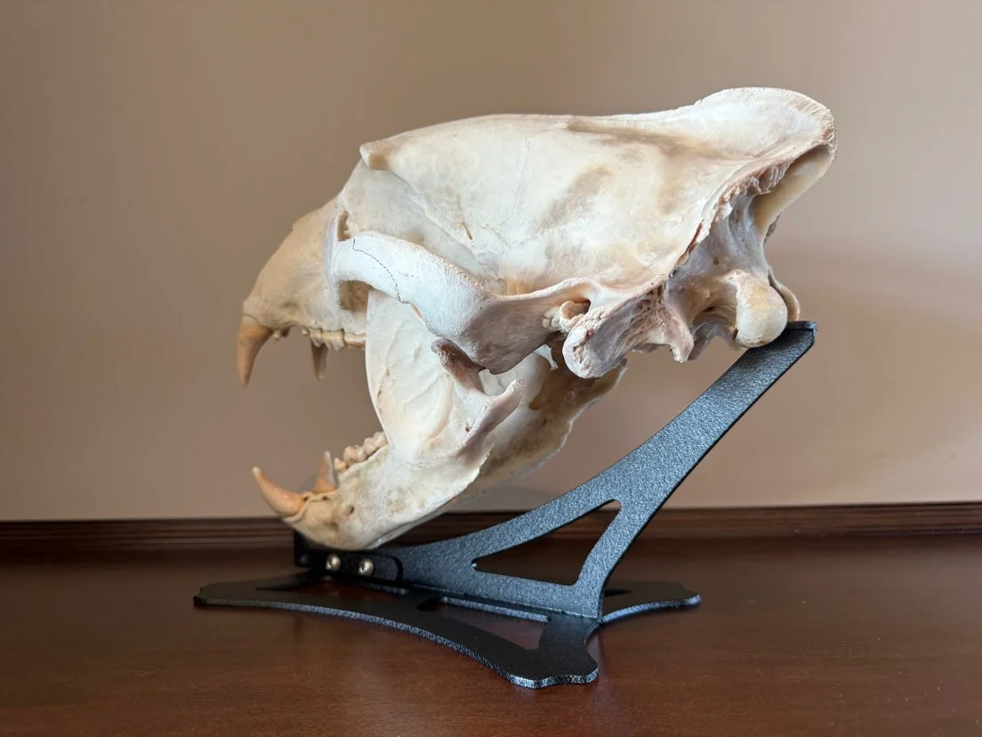 Black Bear Skull Stand
