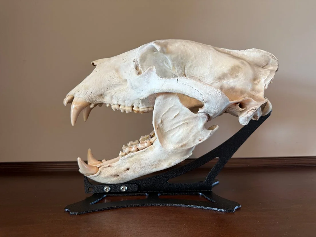 Black Bear Skull Stand