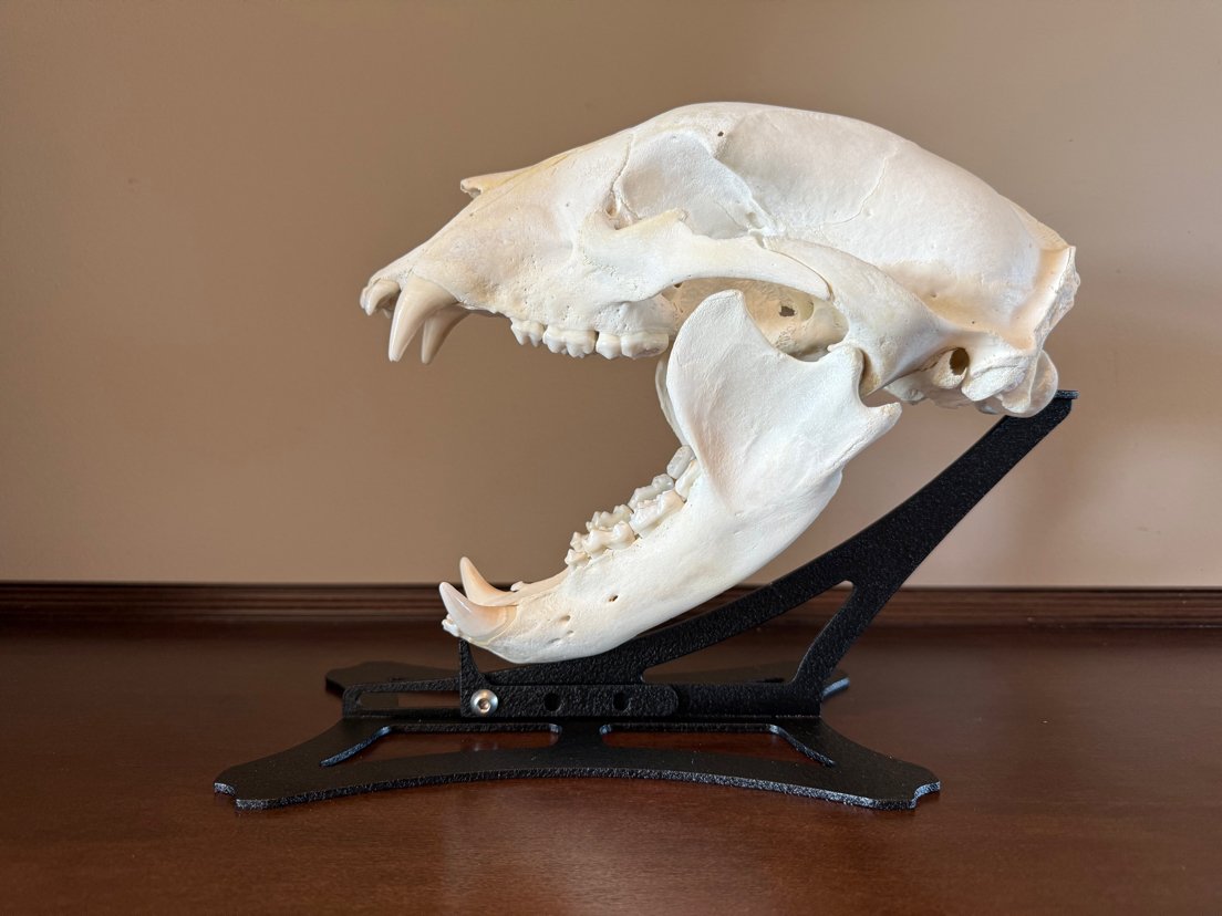 Black Bear Skull Stand