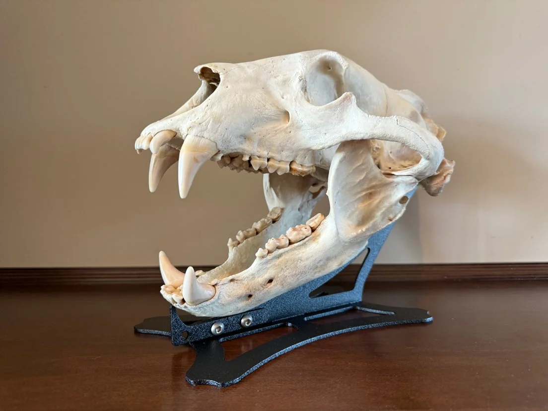 Black Bear Skull Stand