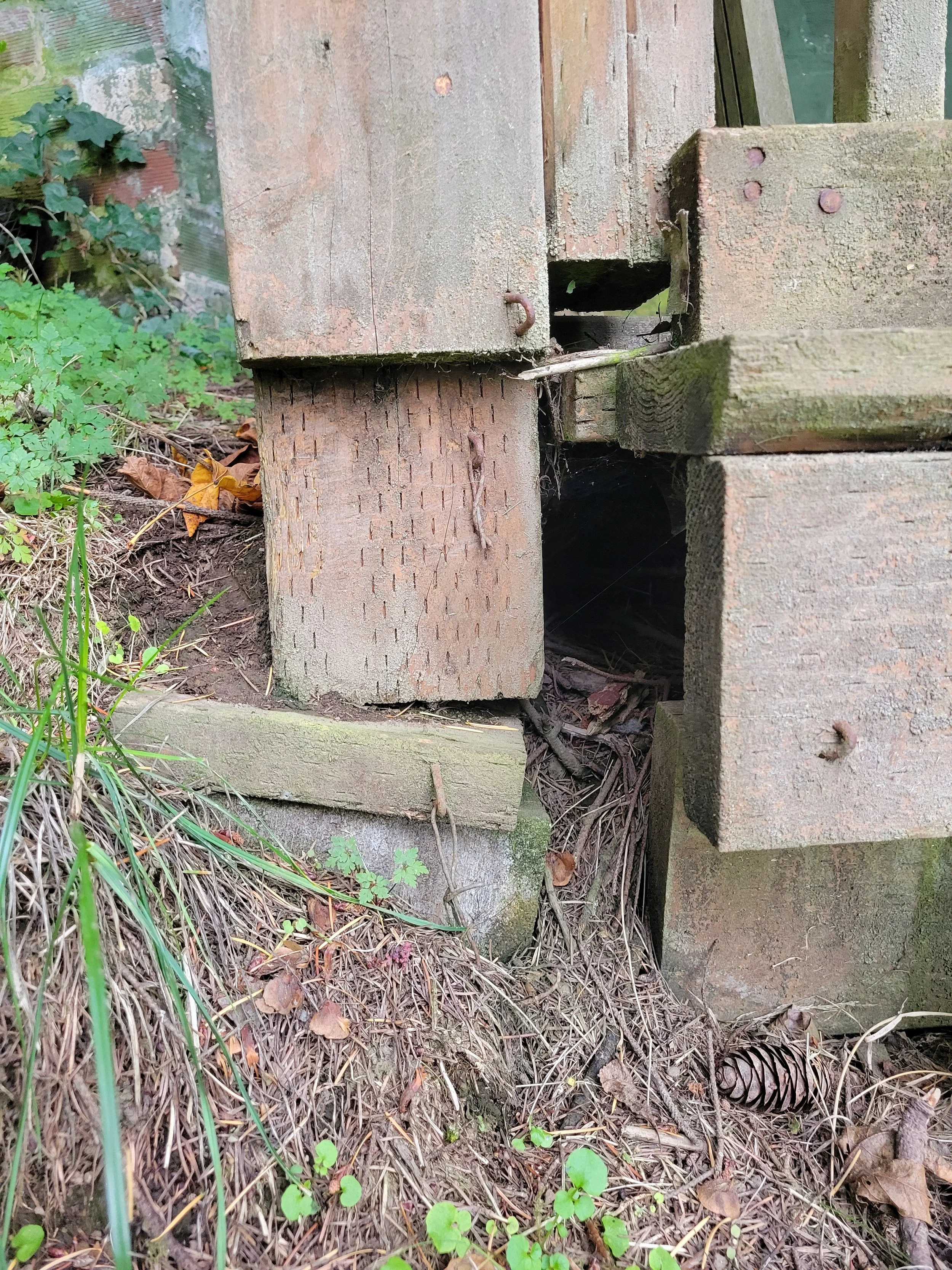 Close-up of a wooden structure with a gap and some weeds, leaves, and pine cone on the ground.