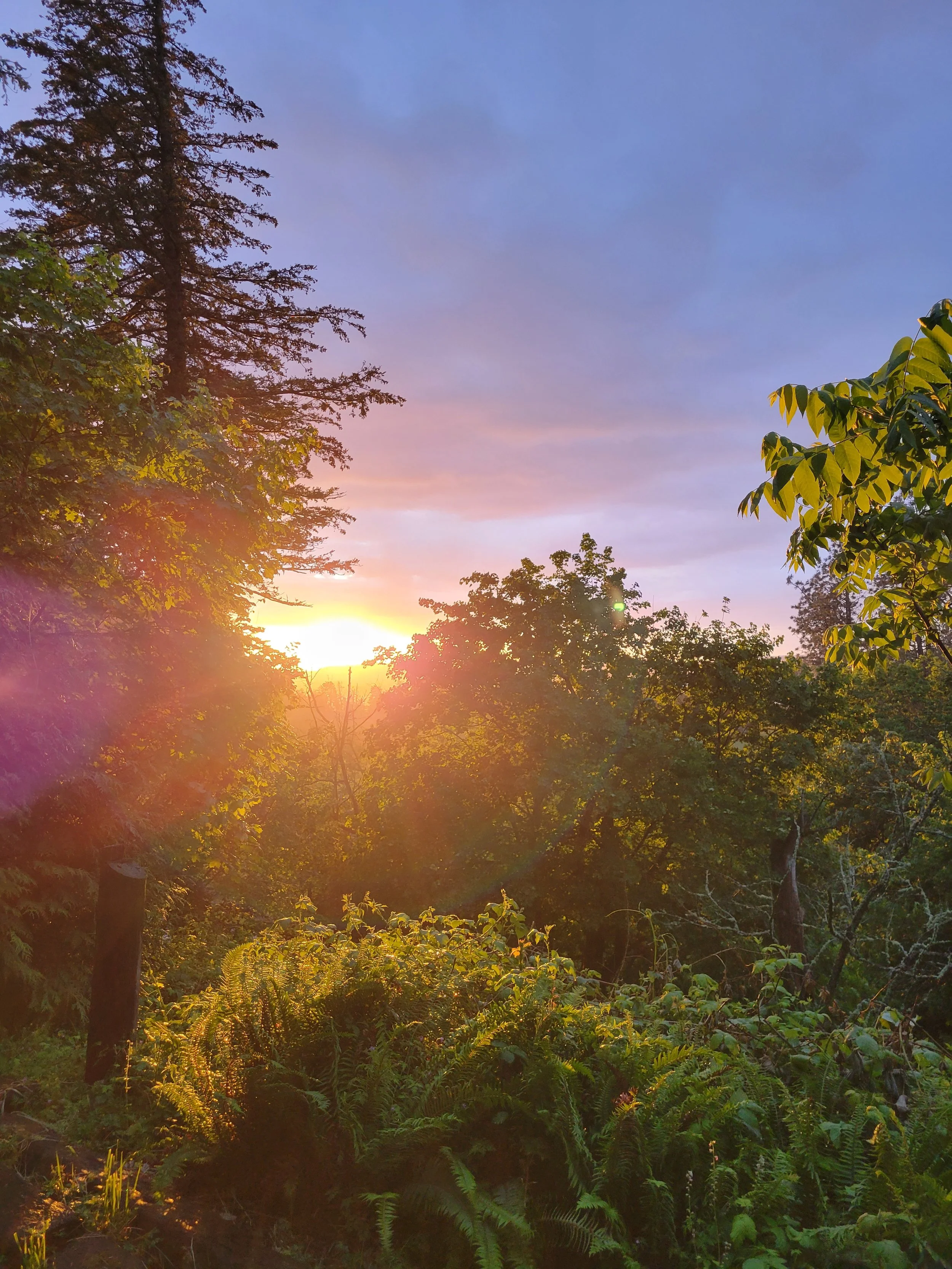 Sunset over a forested landscape with trees and lush green foliage, with the sun partially visible near the horizon and a colorful sky with purple and pink hues.