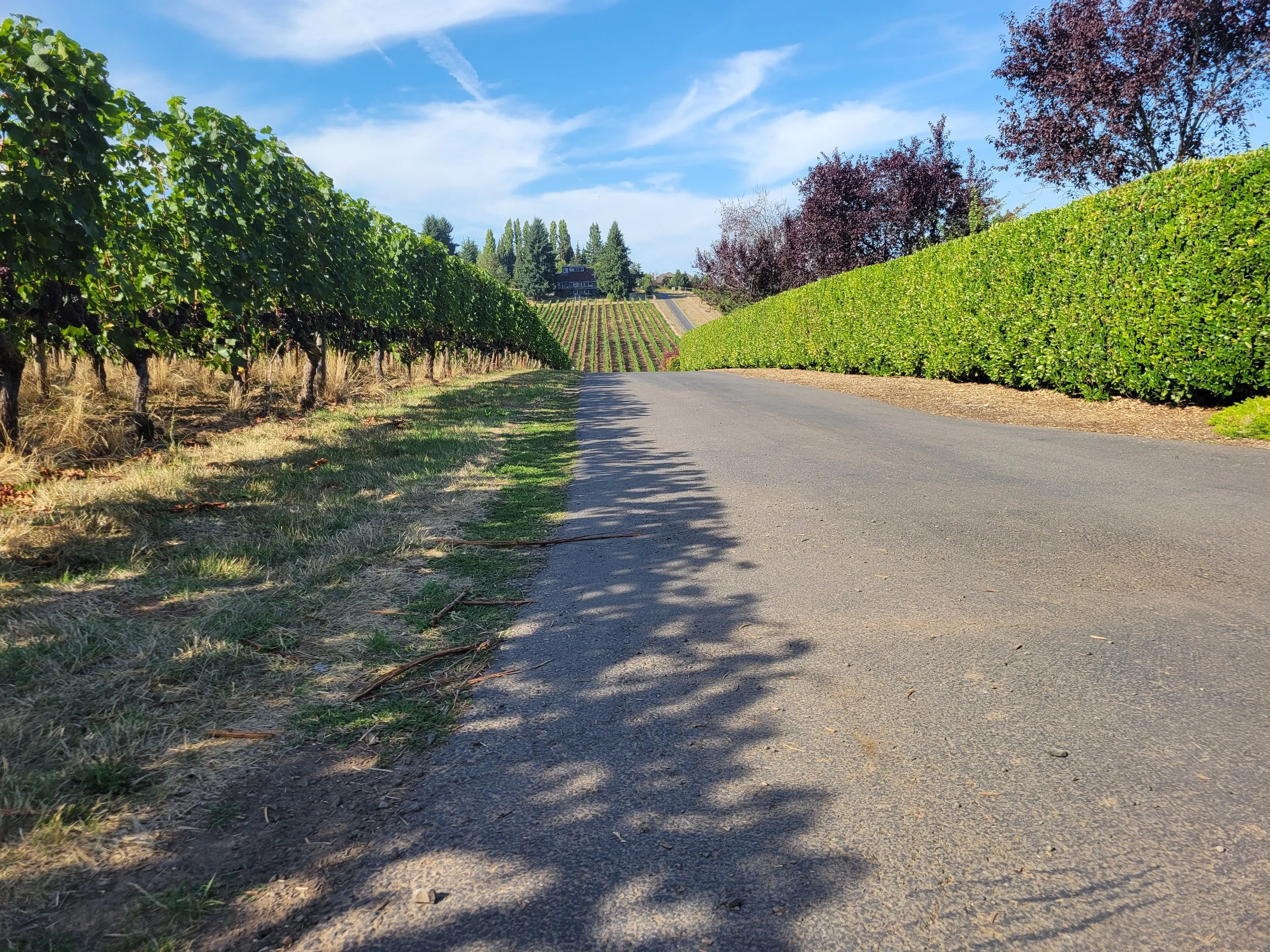 Oranssi carpenter using bench saw