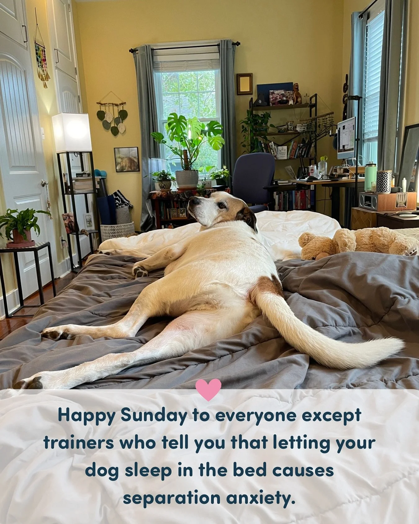 If you want your separation anxiety dog to sleep in the bed with you, go for it. It will not cause separation anxiety nor will it make it worse. We would wager it could actually improve your relationship and that is always a good thing. 💫

We&rsquo;
