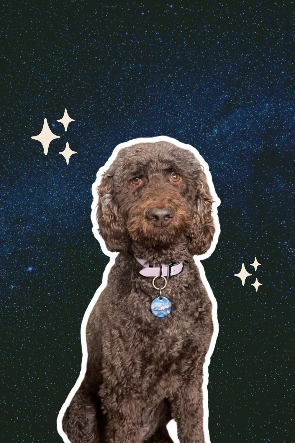 The Power of Play for Separation Anxiety Dogs